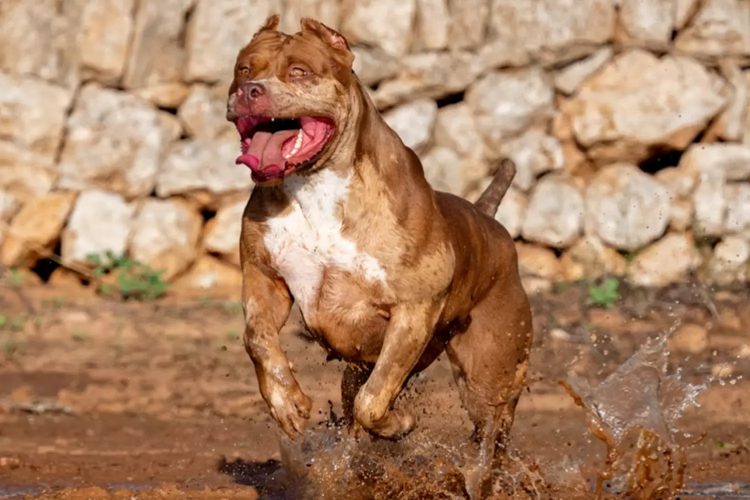 Máscara de pestañas XXL Luxor Bullys
