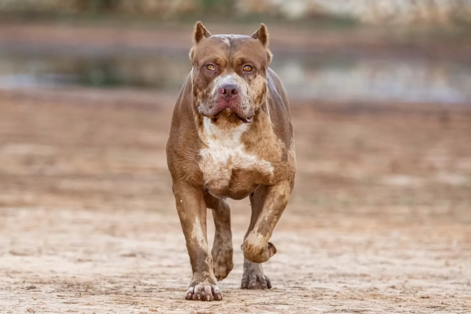 Máscara de pestañas XXL Luxor Bullys