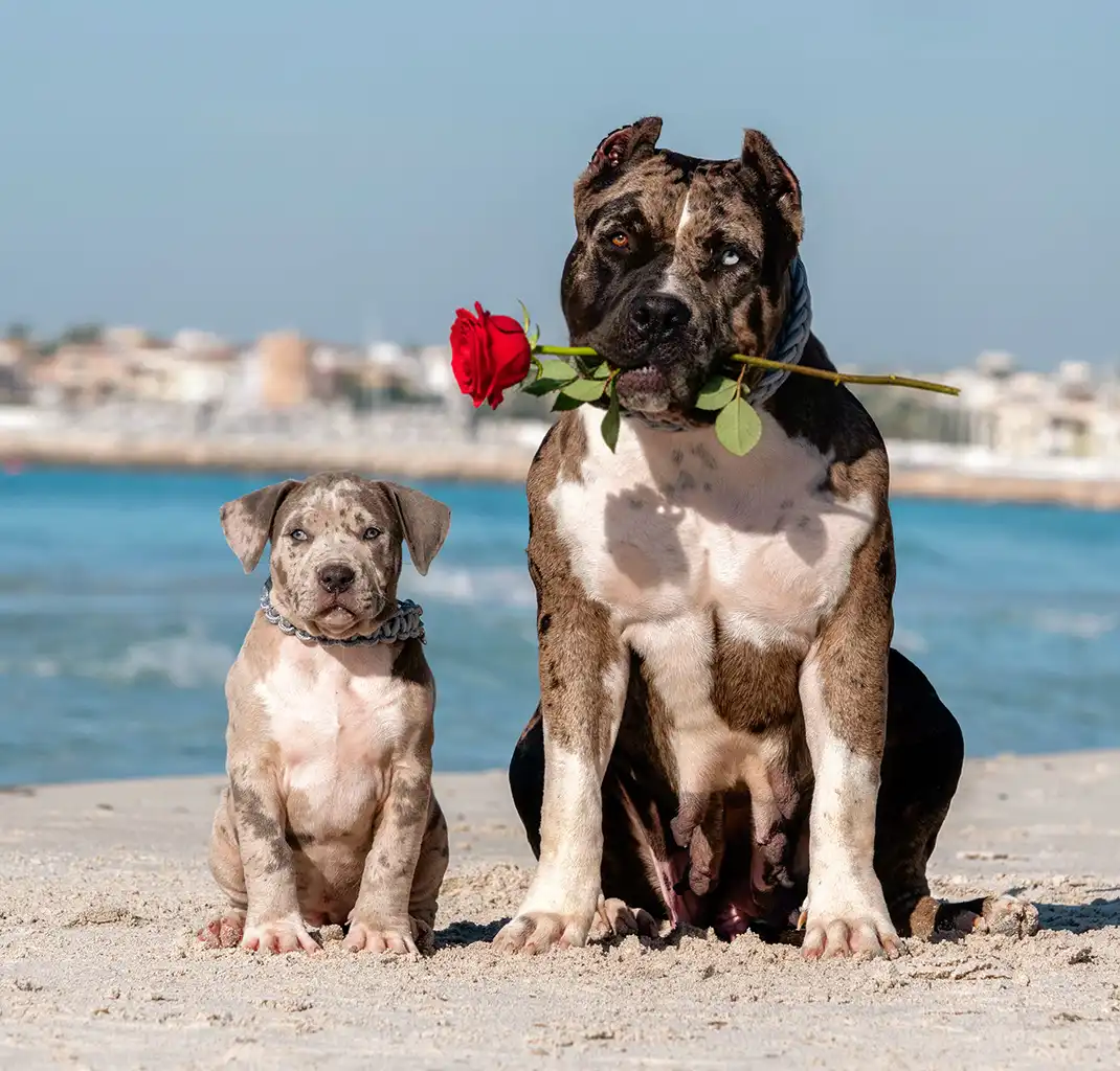 American Bully XXL de XXL Luxor Bullys à Majorque