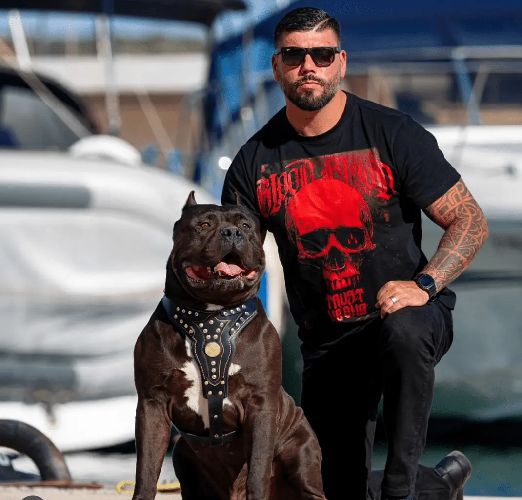American Bully XXL di XXL Luxor Bullys a Maiorca
