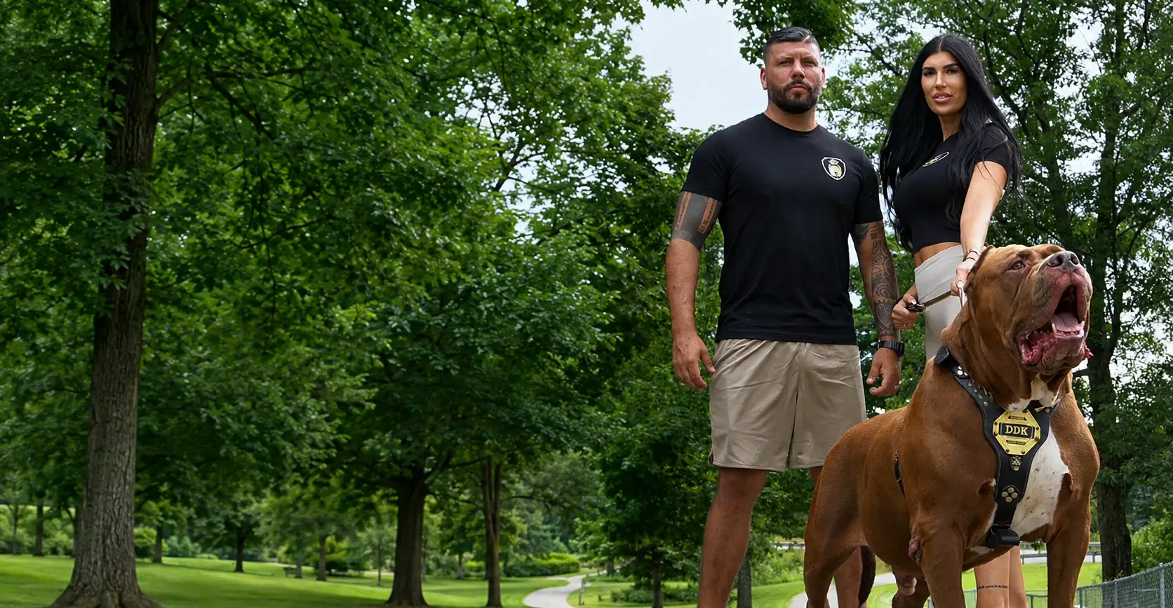 Criadores de American Bully XXL en Mallorca: XXL Luxor Bullys