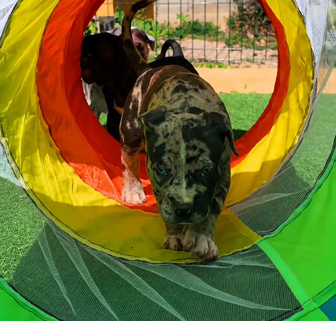 Cachorro de American Bully XXL en el túnel