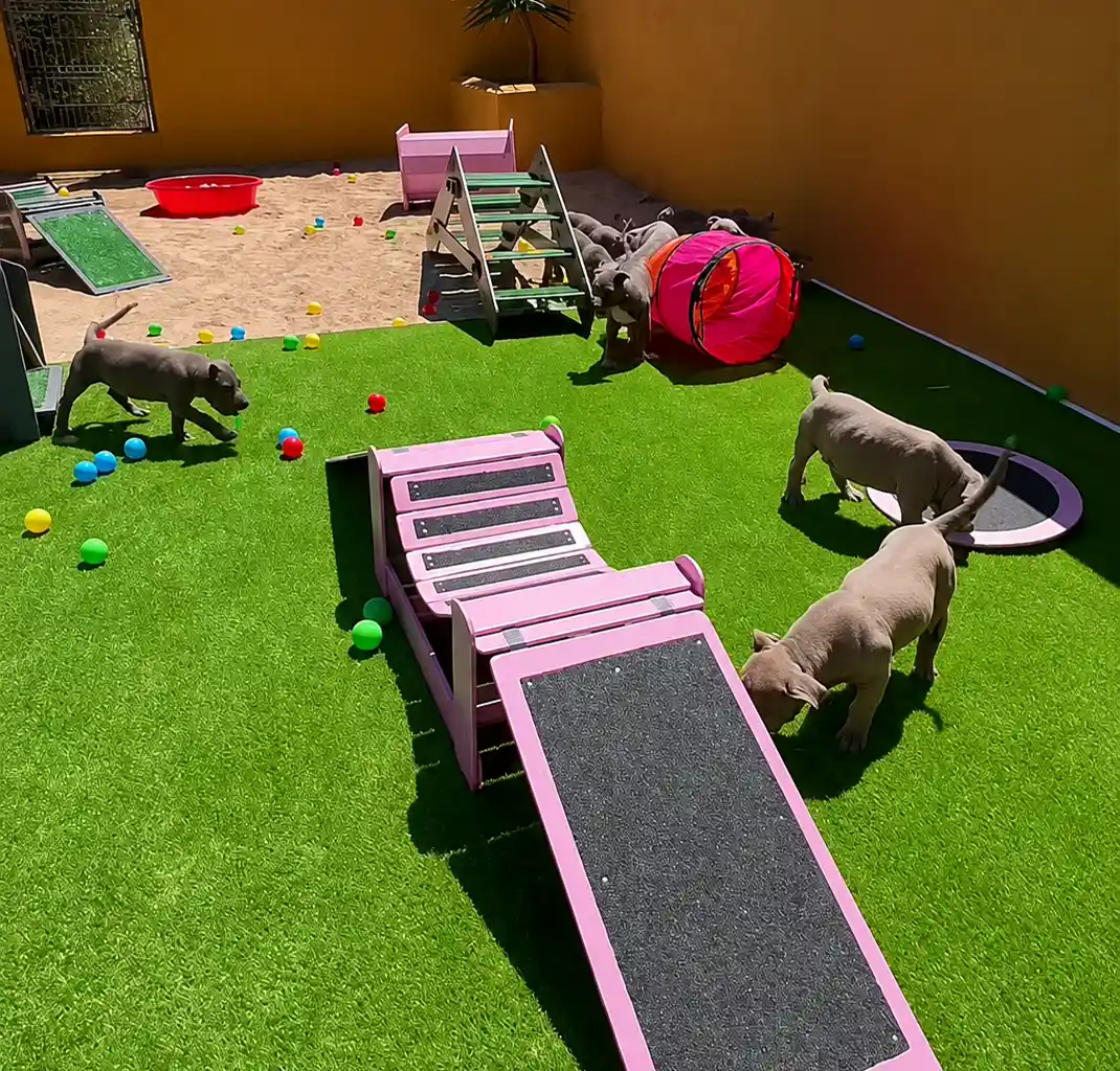 Cachorros de American Bully XXL en el circuito de obstáculos