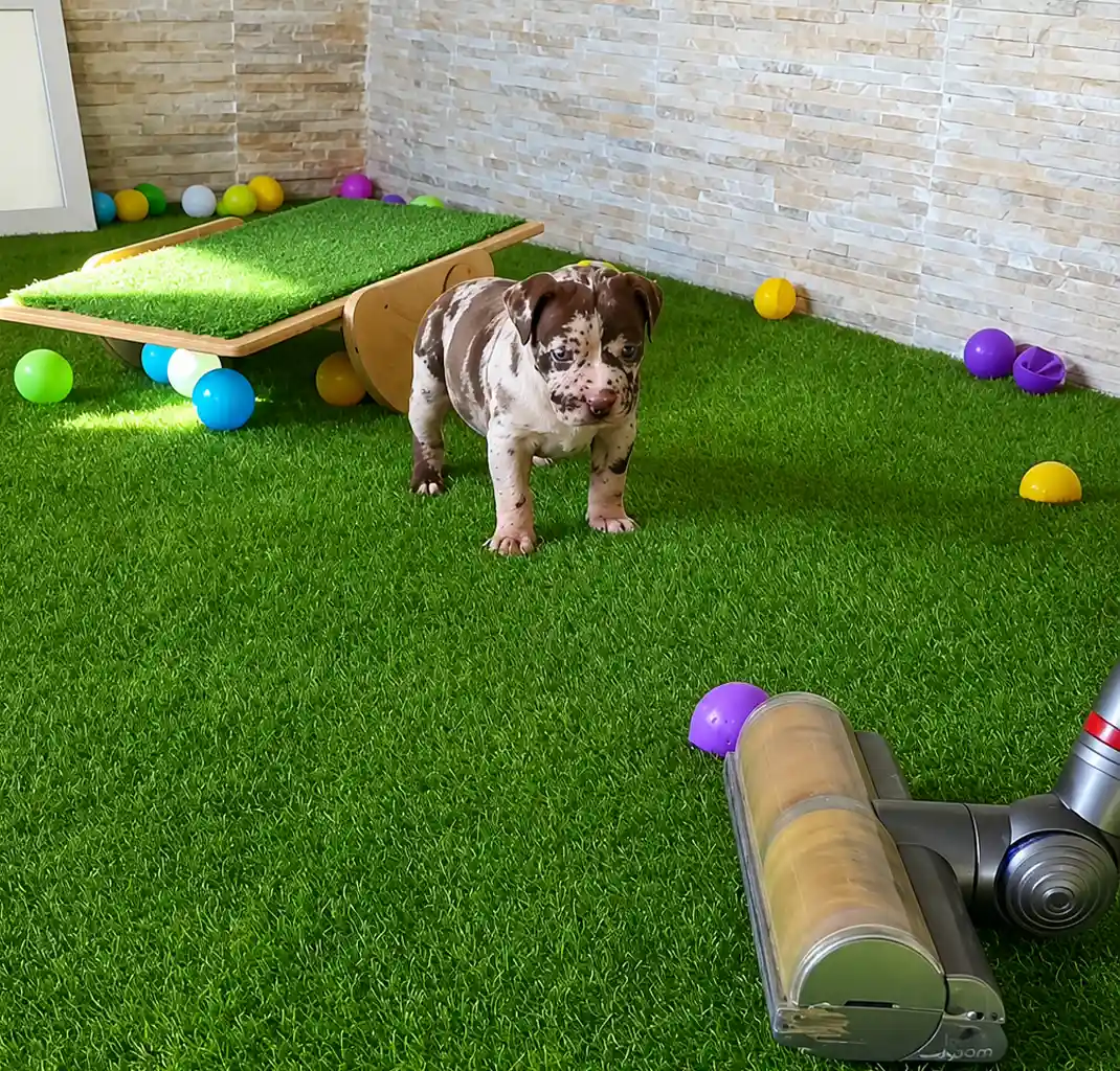 Un cachorro de American Bully XXL se familiariza con situaciones cotidianas