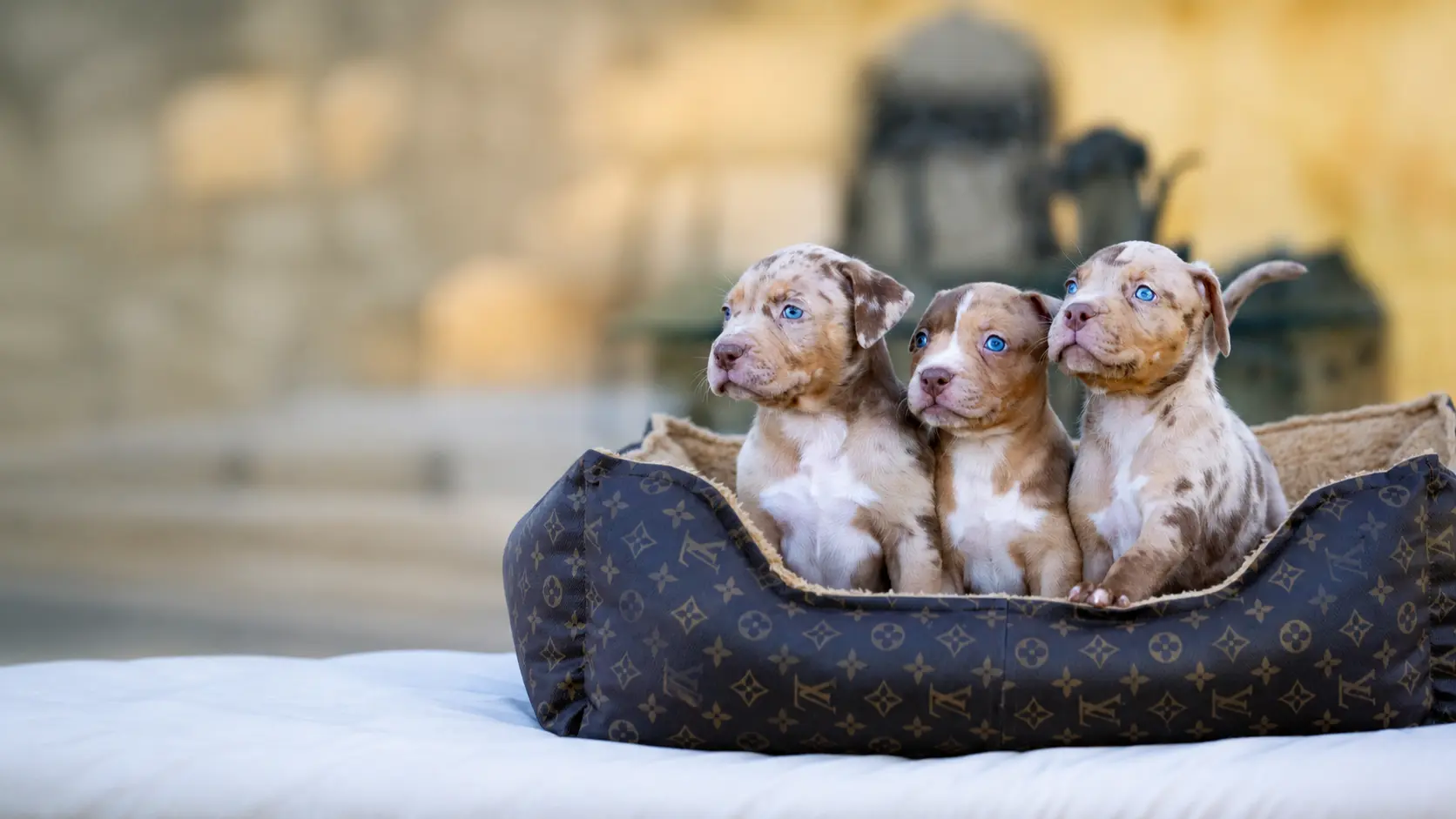Purchase Process for XXL American Bully Puppies at XXL Luxor Bullys