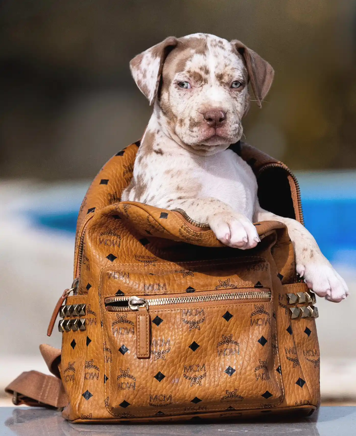Cachorro de American Bully XXL en XXL Luxor Bullys