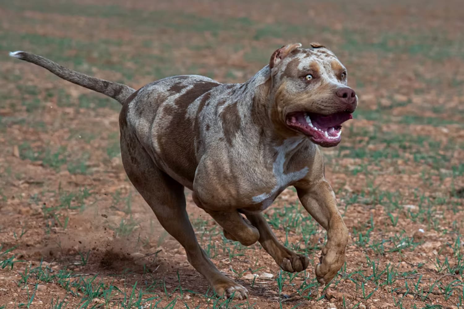 Yorkshir Bullyz Megan Fox