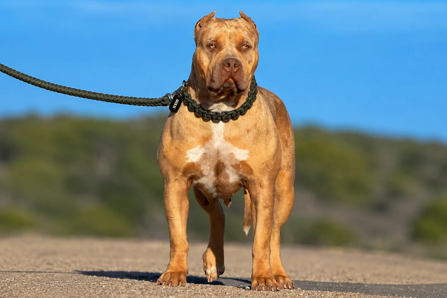 Yorkshir Bullyz Megan Fox