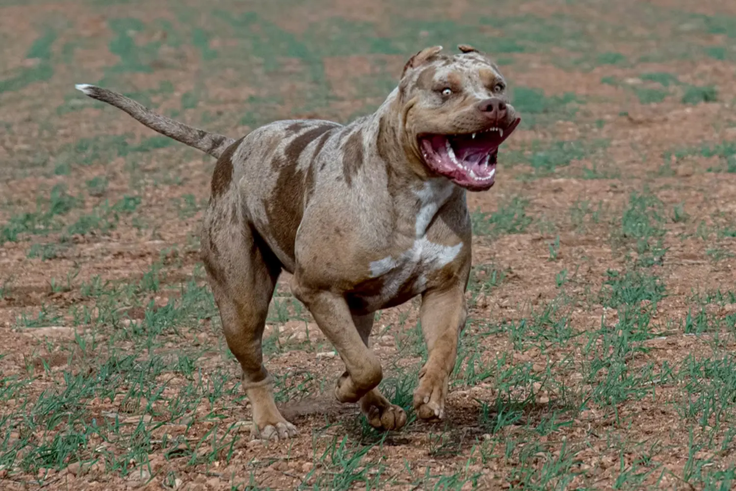 Yorkshir Bullyz Megan Fox