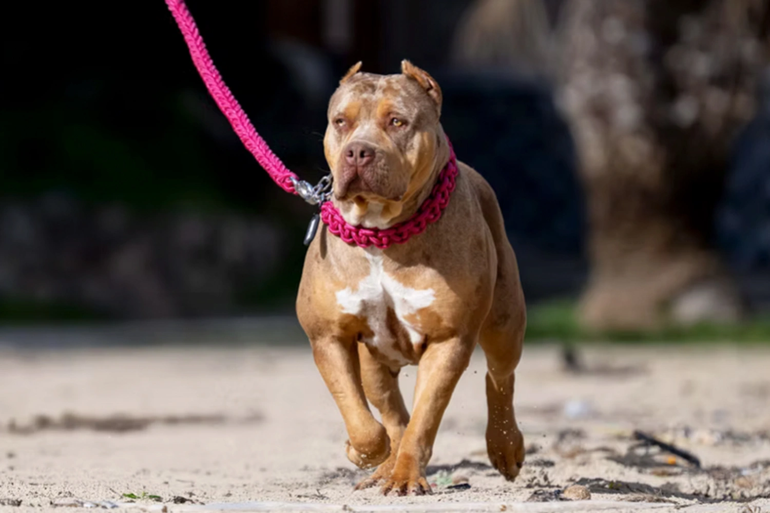 Yorkshir Bullyz Megan Fox