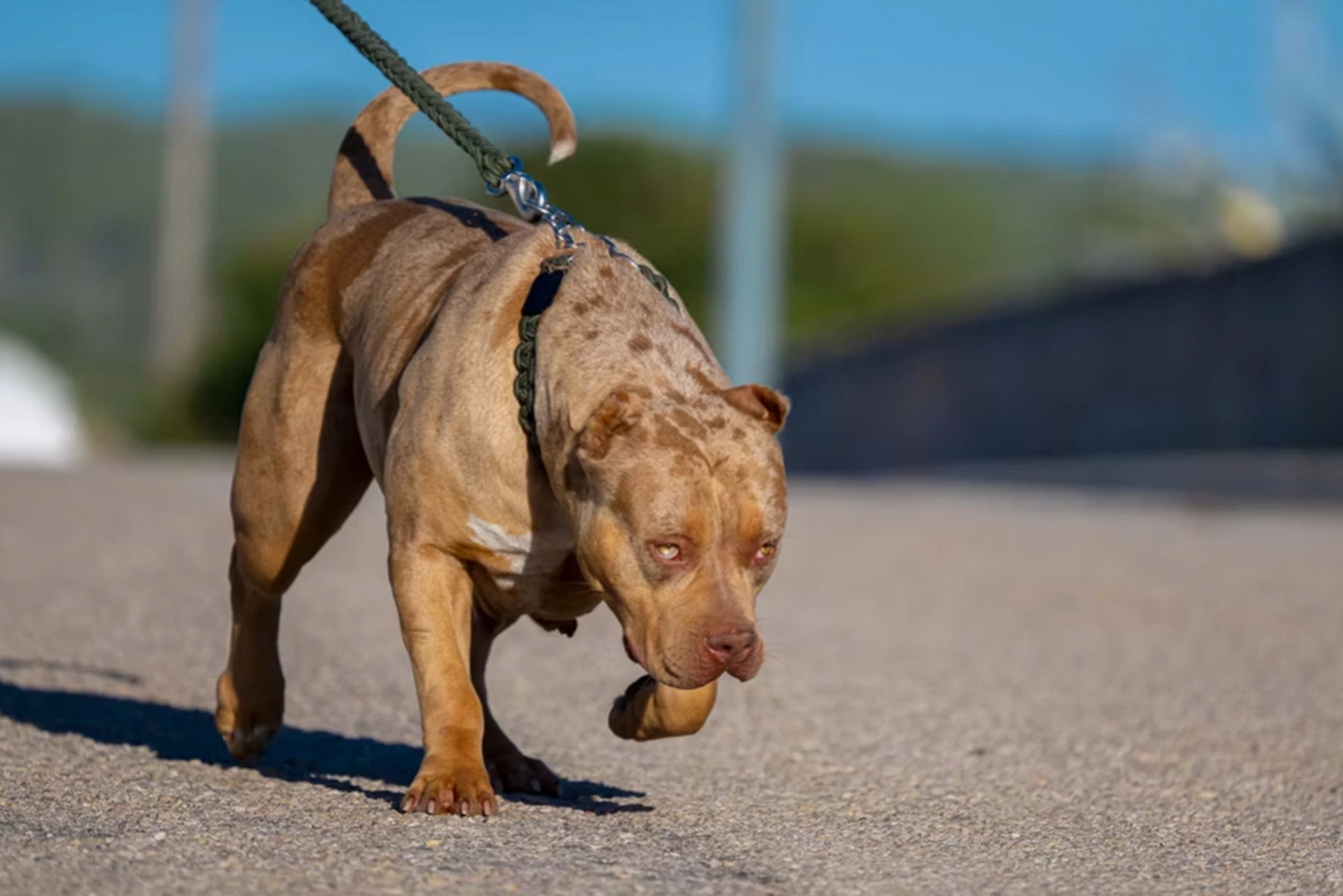 Yorkshir Bullyz Megan Fox
