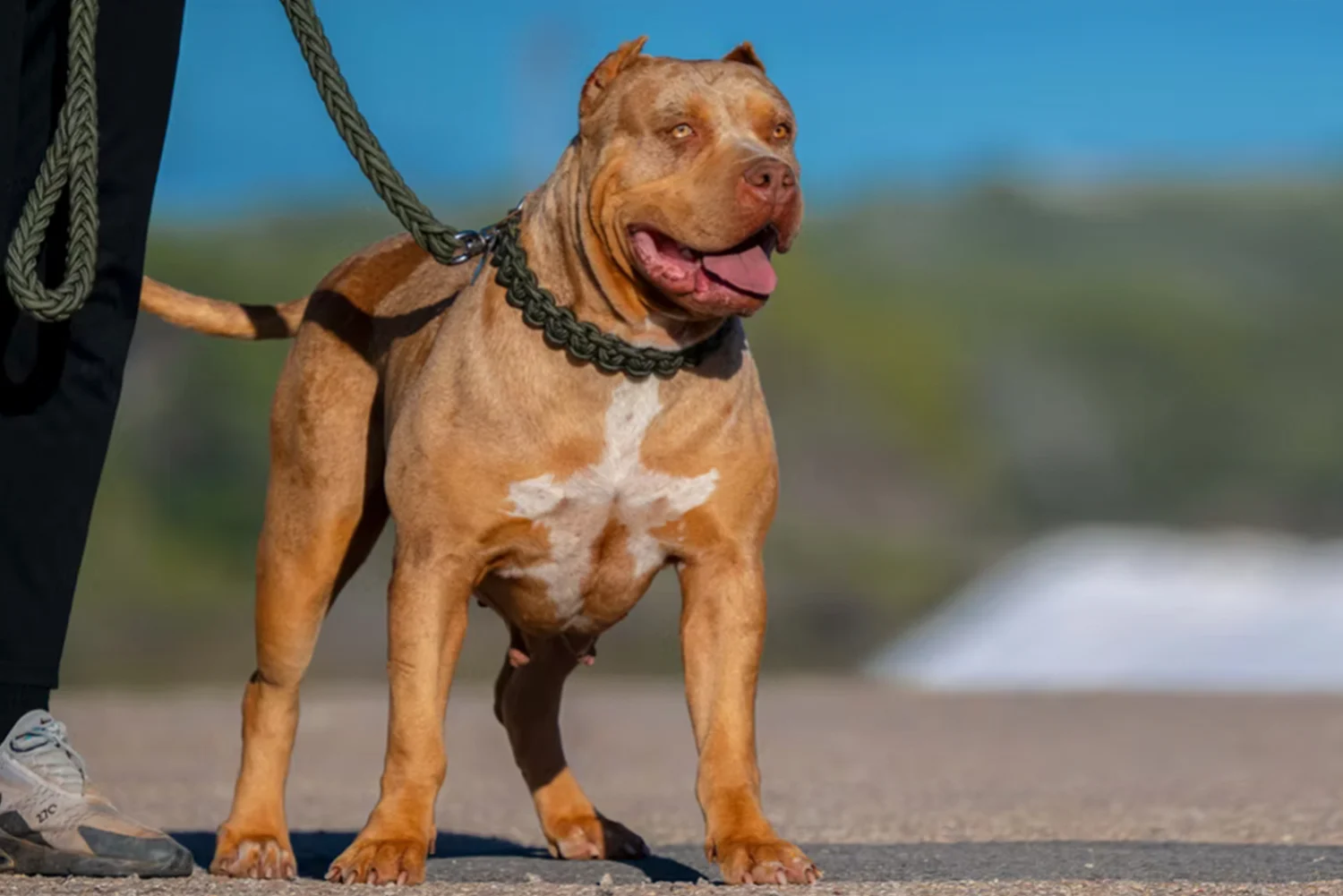 Yorkshir Bullyz Megan Fox