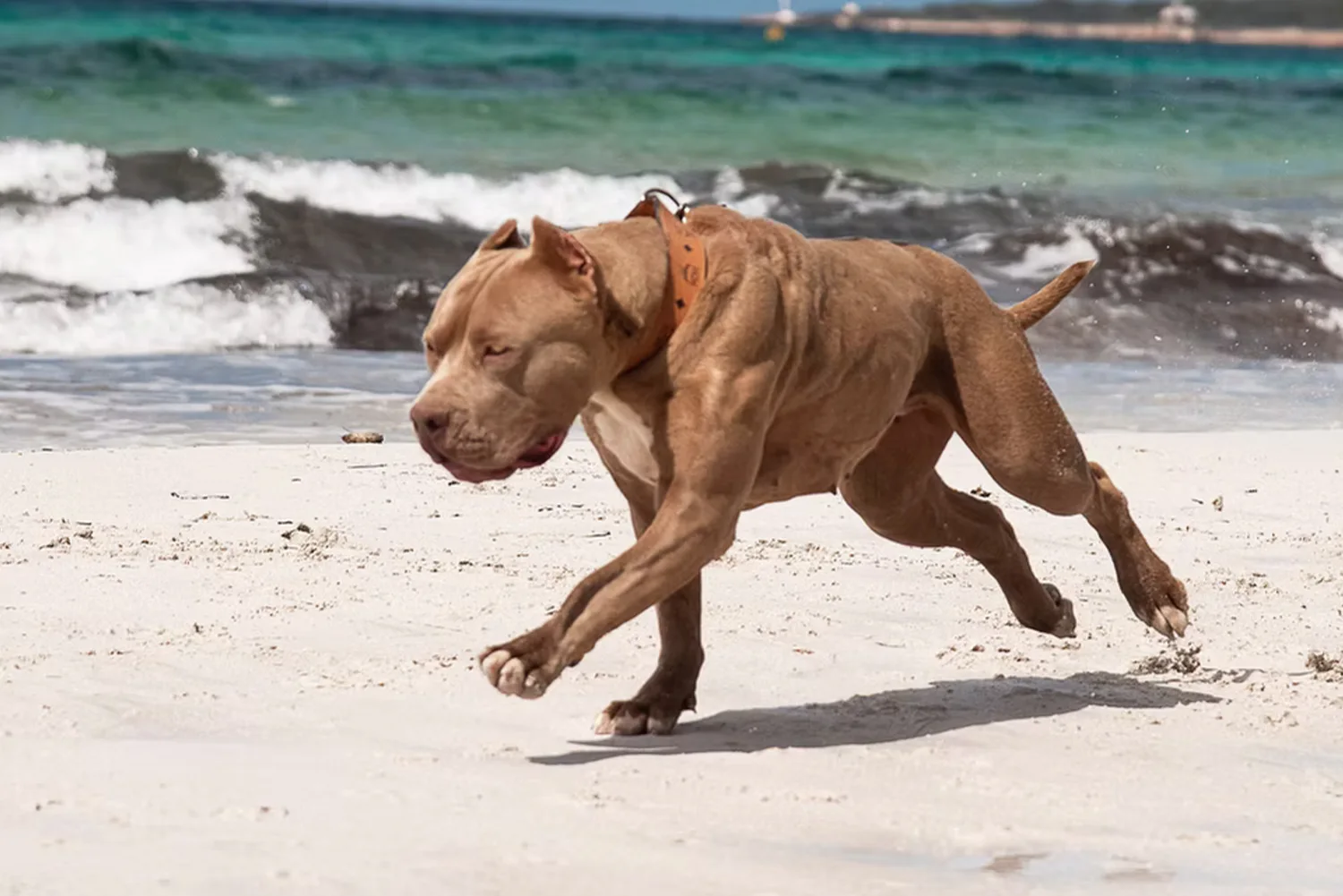 Aesthetic Bullys Palma