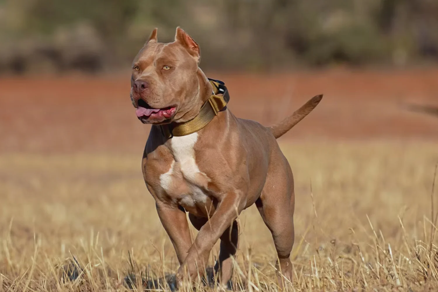 Aesthetic Bullys Palma