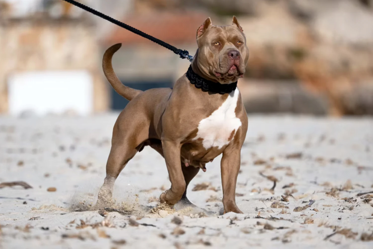 Aesthetic Bullys Palma