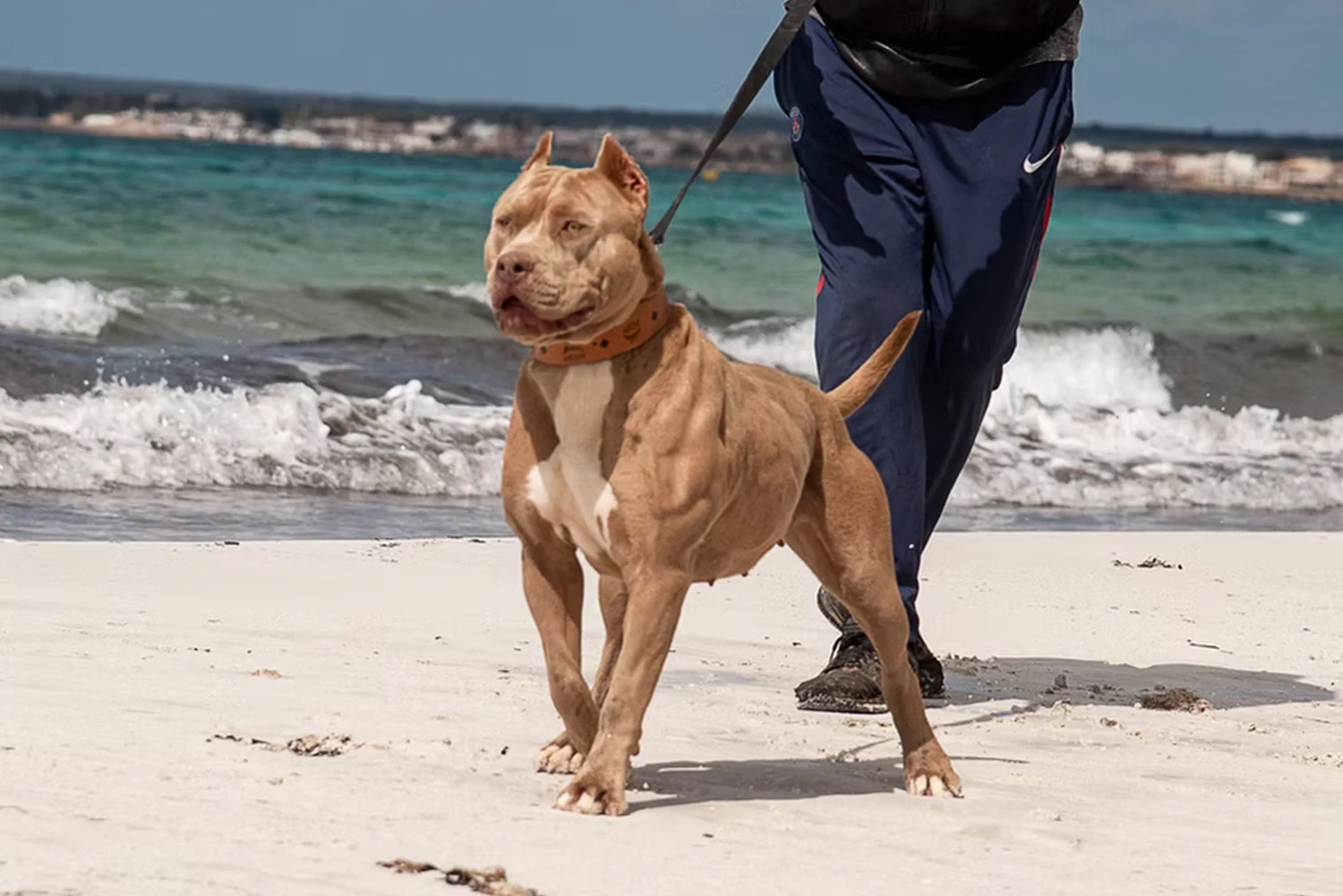 Aesthetic Bullys Palma