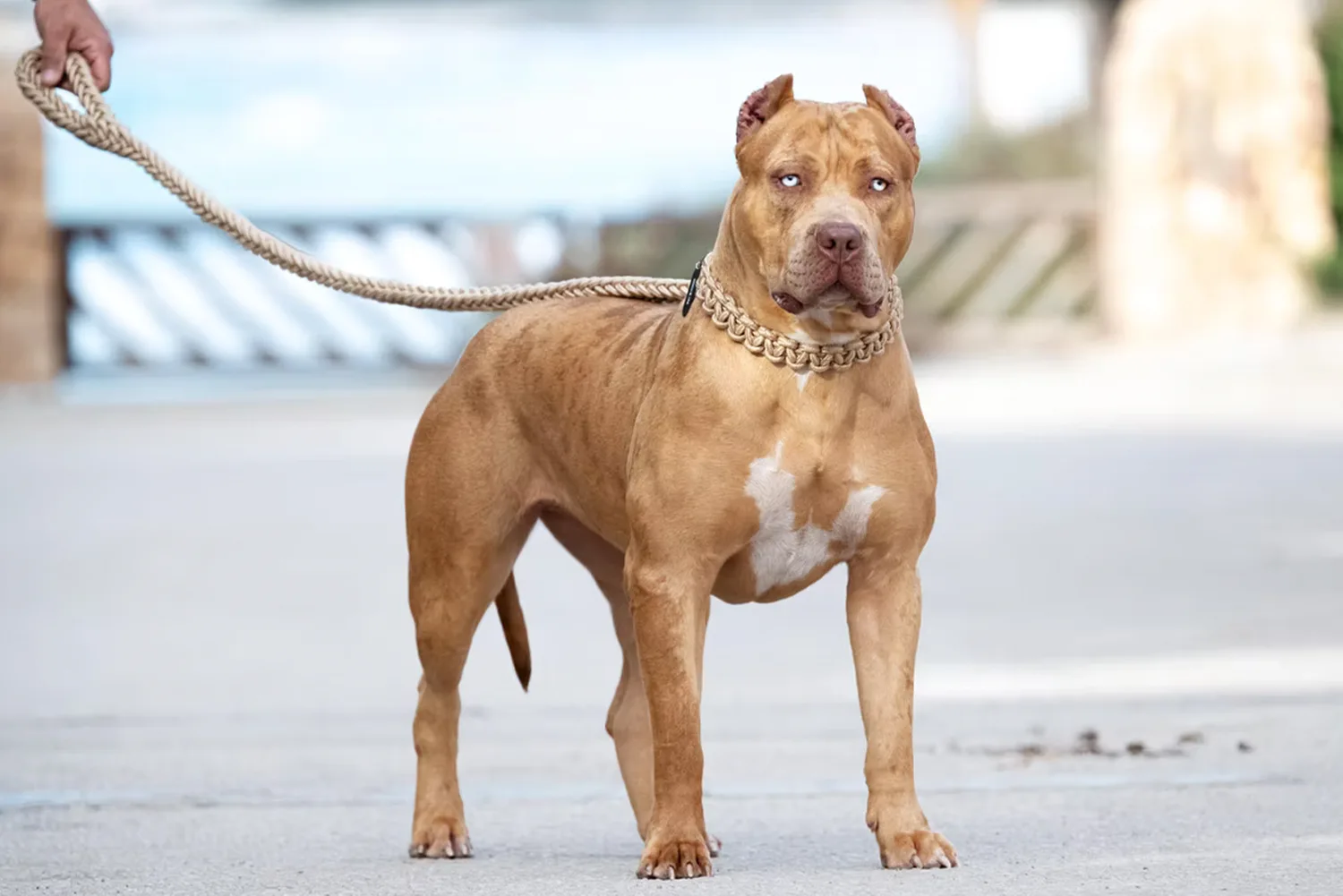 Hembra de American Bully XXL Luxor Bullys Coachella
