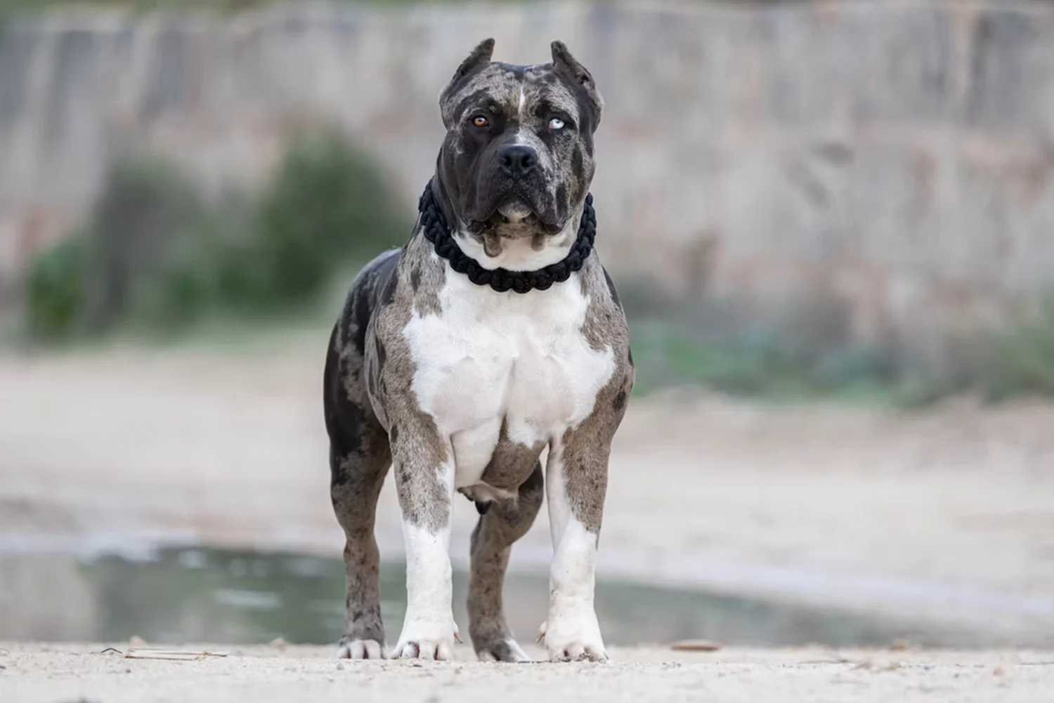 XXL Luxor Bullys Pepsi
