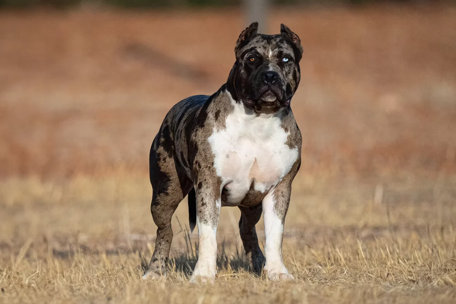 XXL Luxor Bullys Pepsi