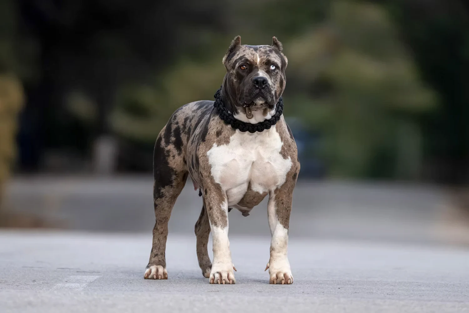 XXL Luxor Bullys Pepsi