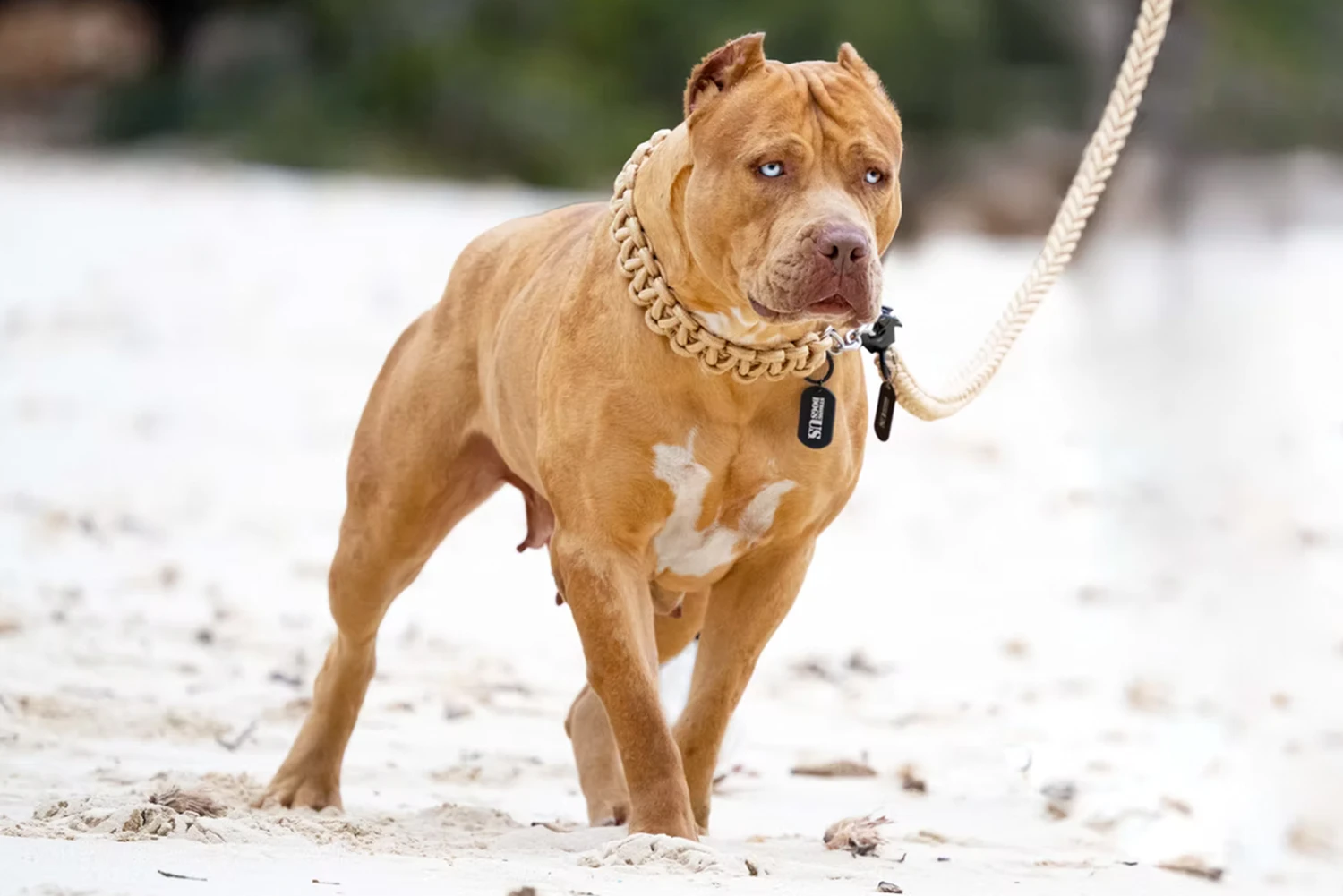 XXL Luxor Bullys Coachella