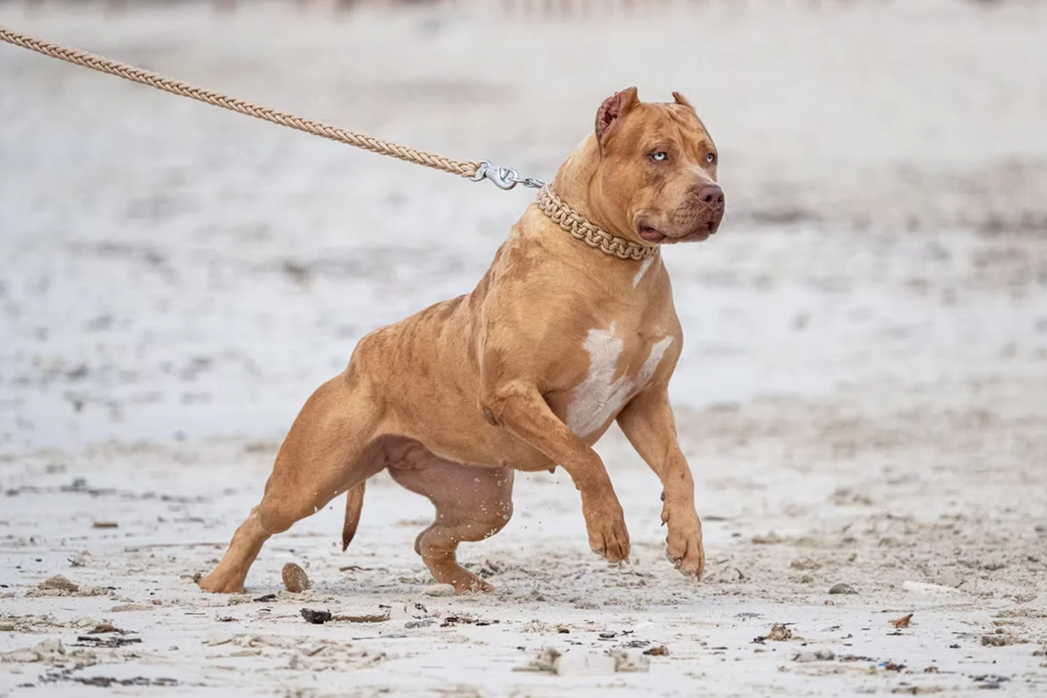 XXL Luxor Bullys Coachella
