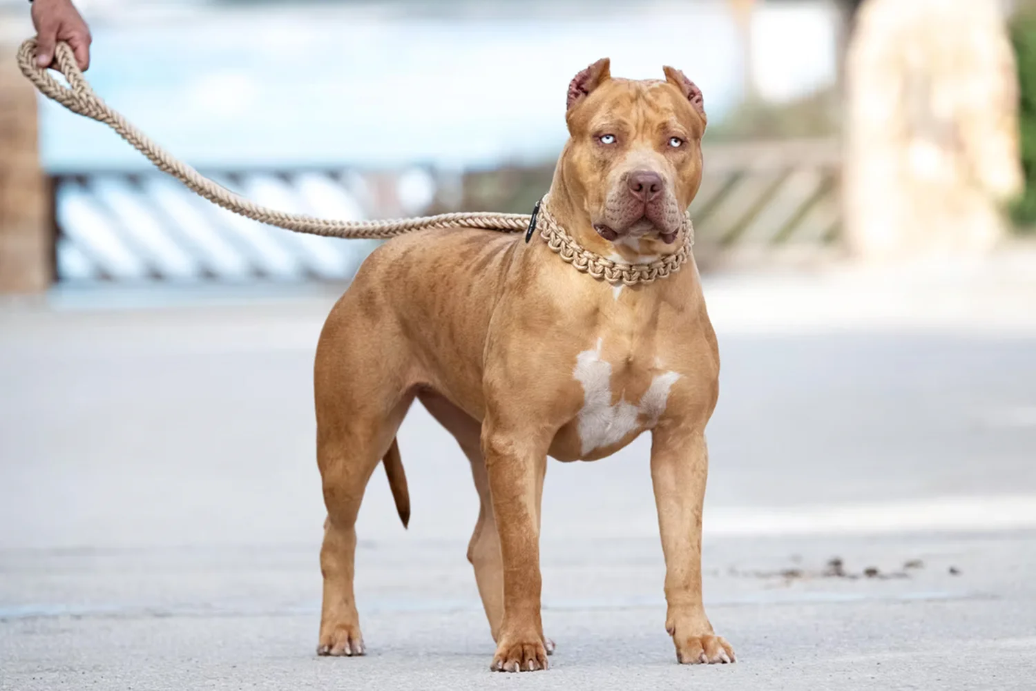 XXL Luxor Bullys Coachella