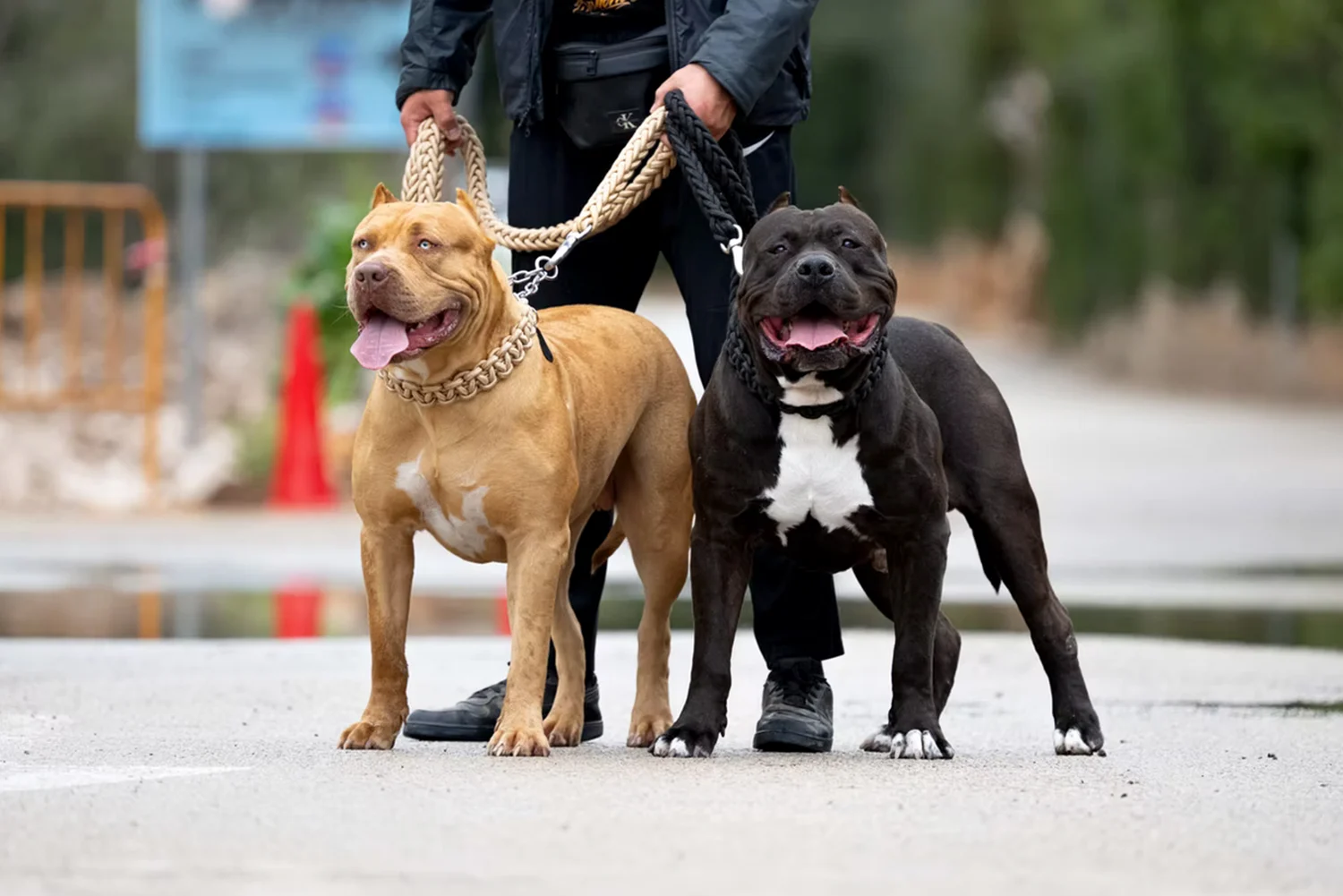 XXL Luxor Bullys Coachella