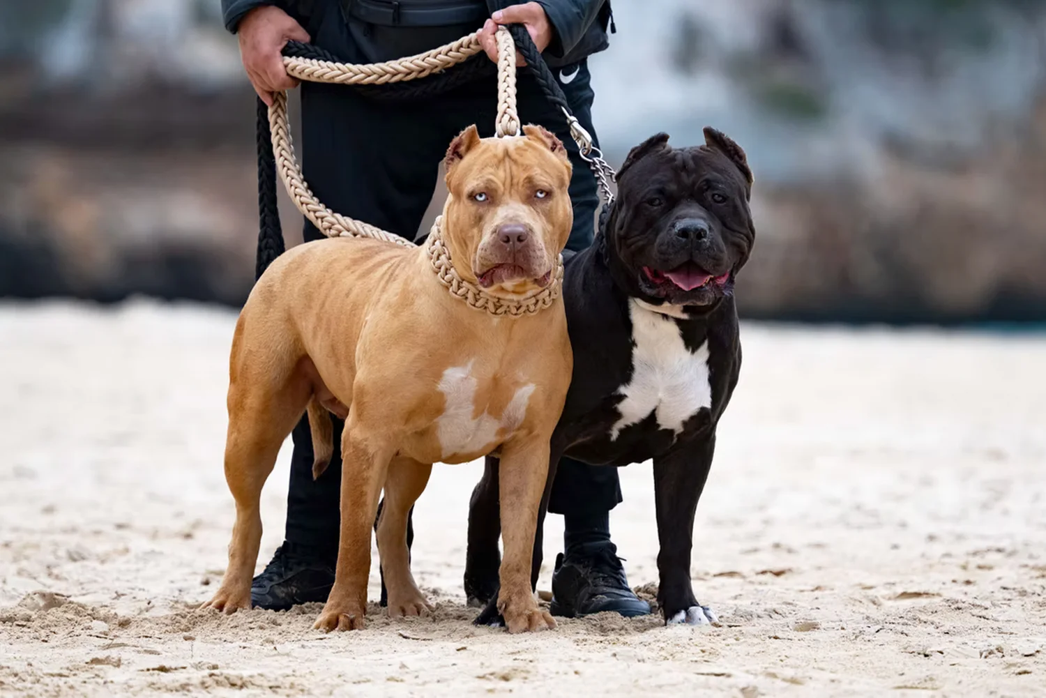 XXL Luxor Bullys Coachella