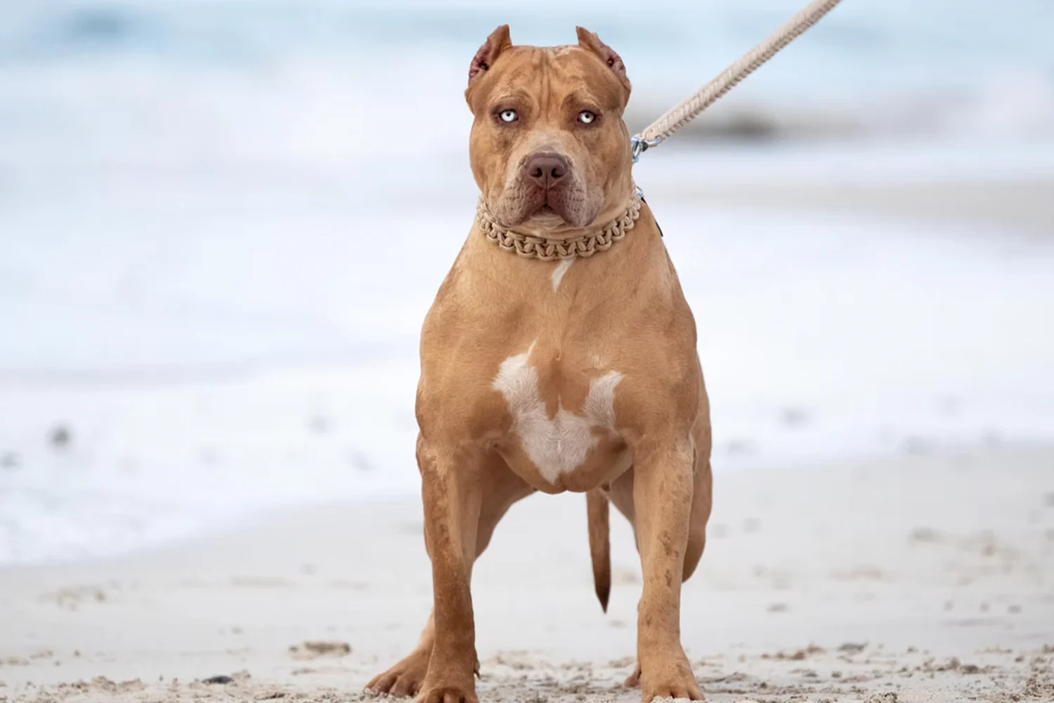 XXL Luxor Bullys Coachella