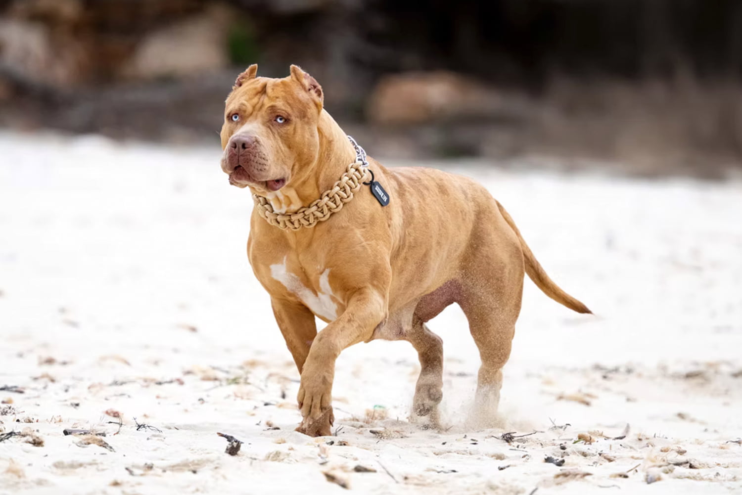 XXL Luxor Bullys Coachella