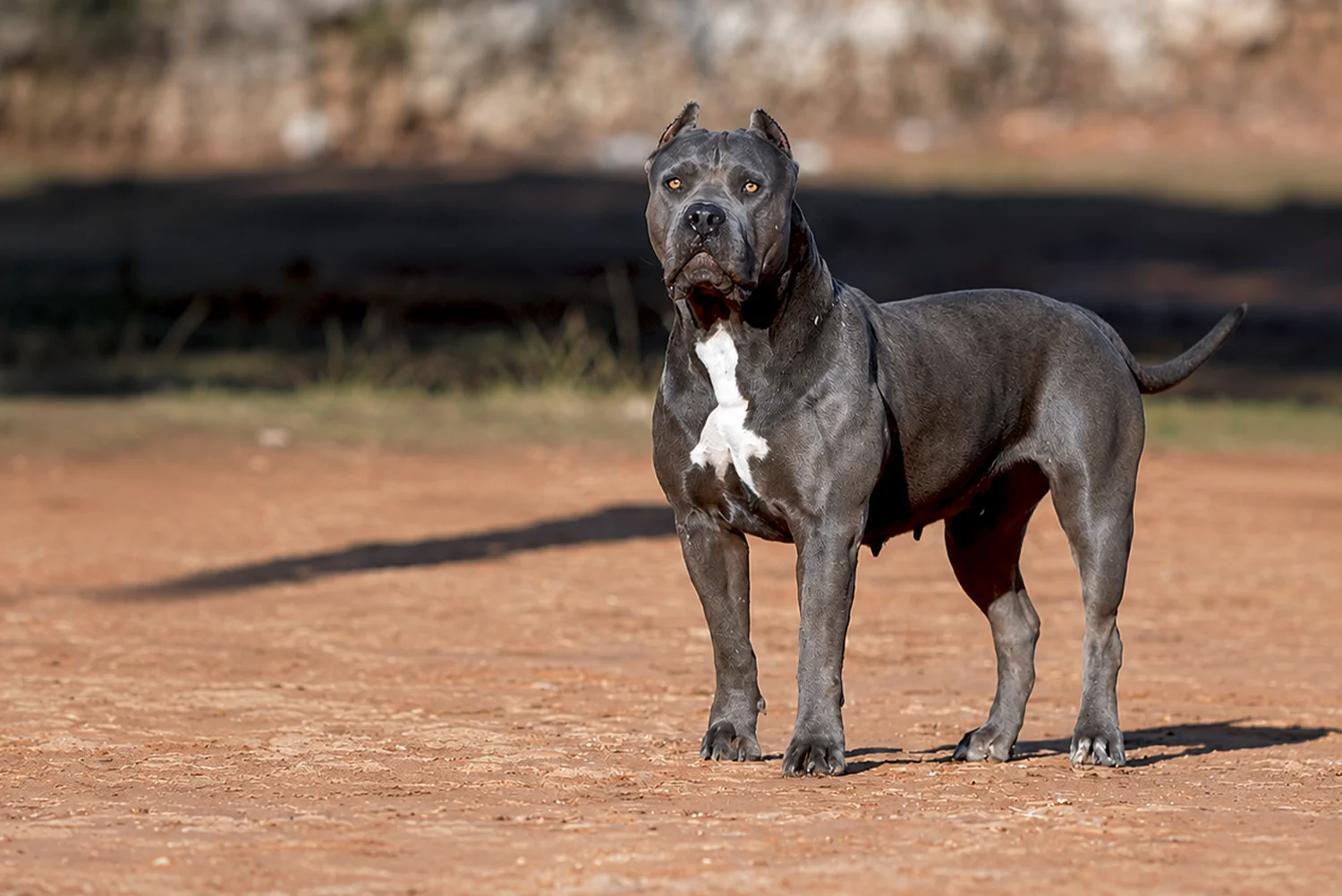 XXL Luxor Bullys Marrakech