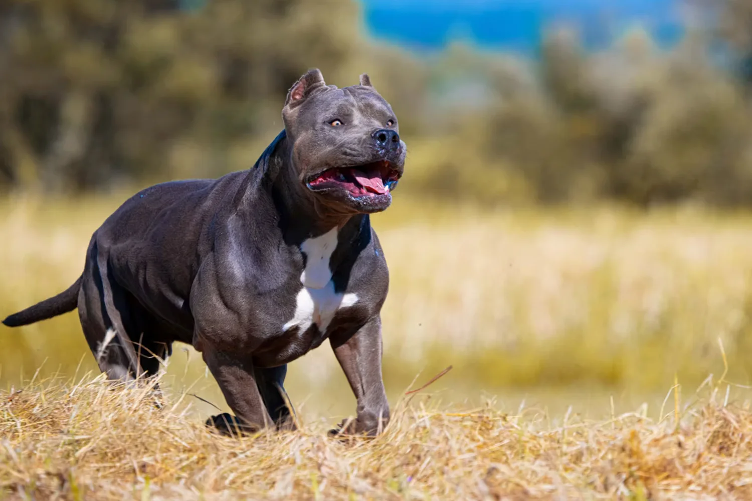 XXL Luxor Bullys Marrakech
