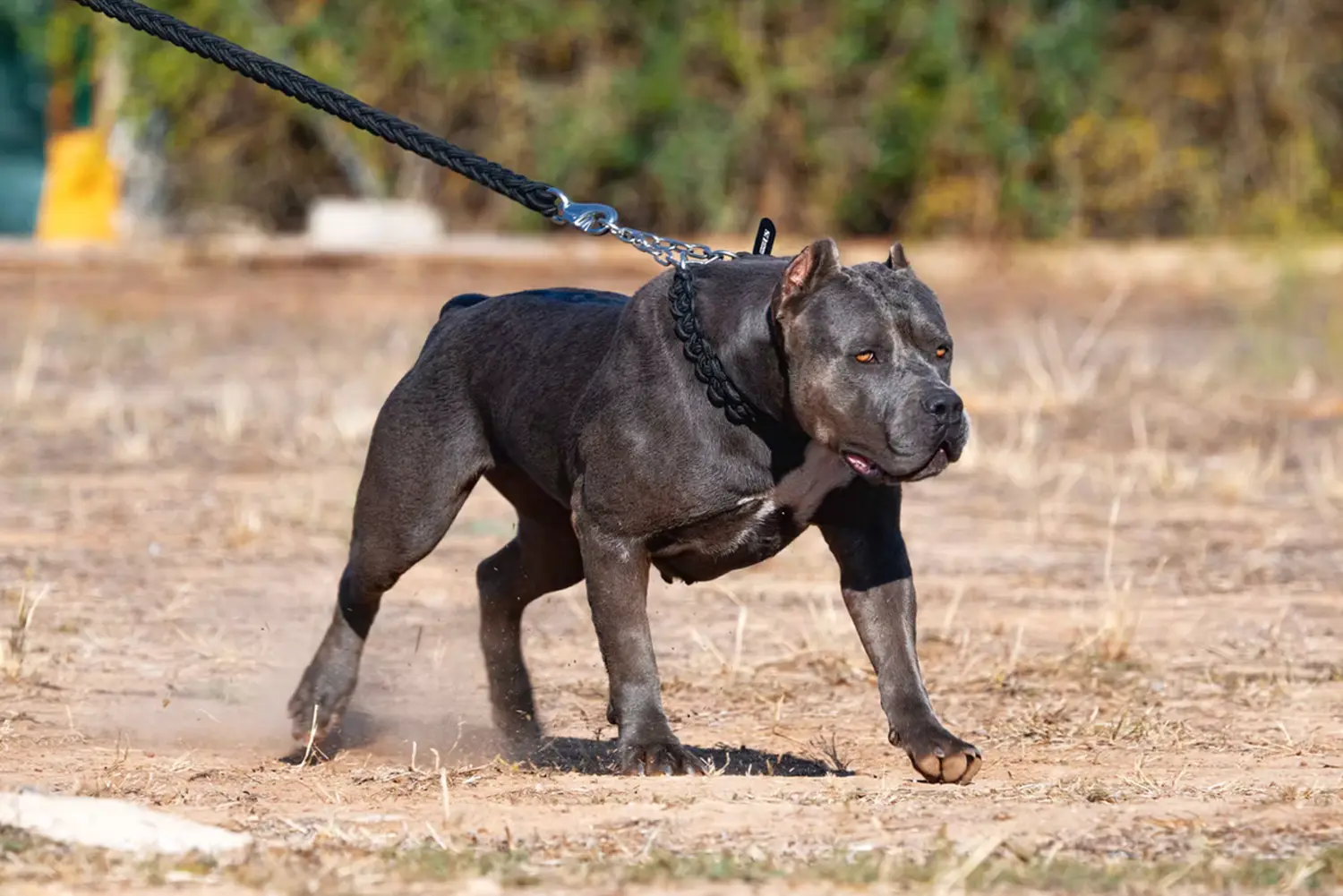 XXL Luxor Bullys Marrakech