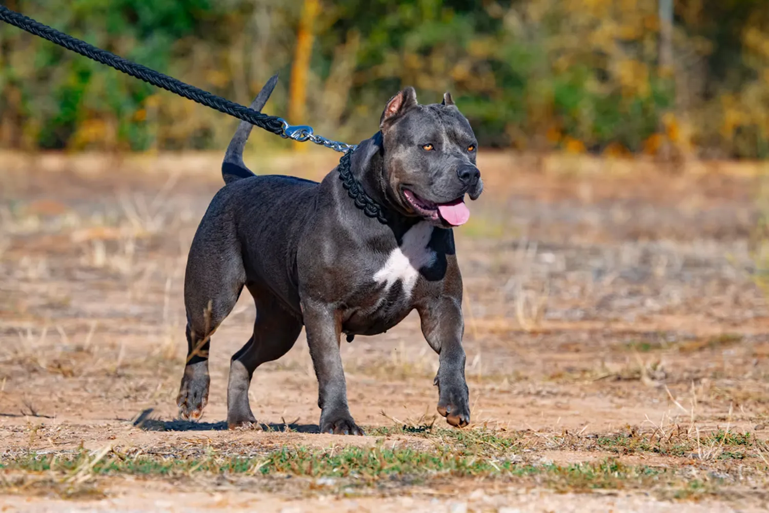 XXL Luxor Bullys Marrakech