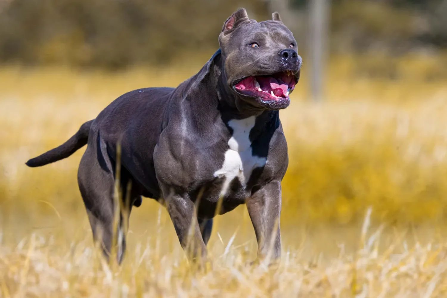 XXL Luxor Bullys Marrakech
