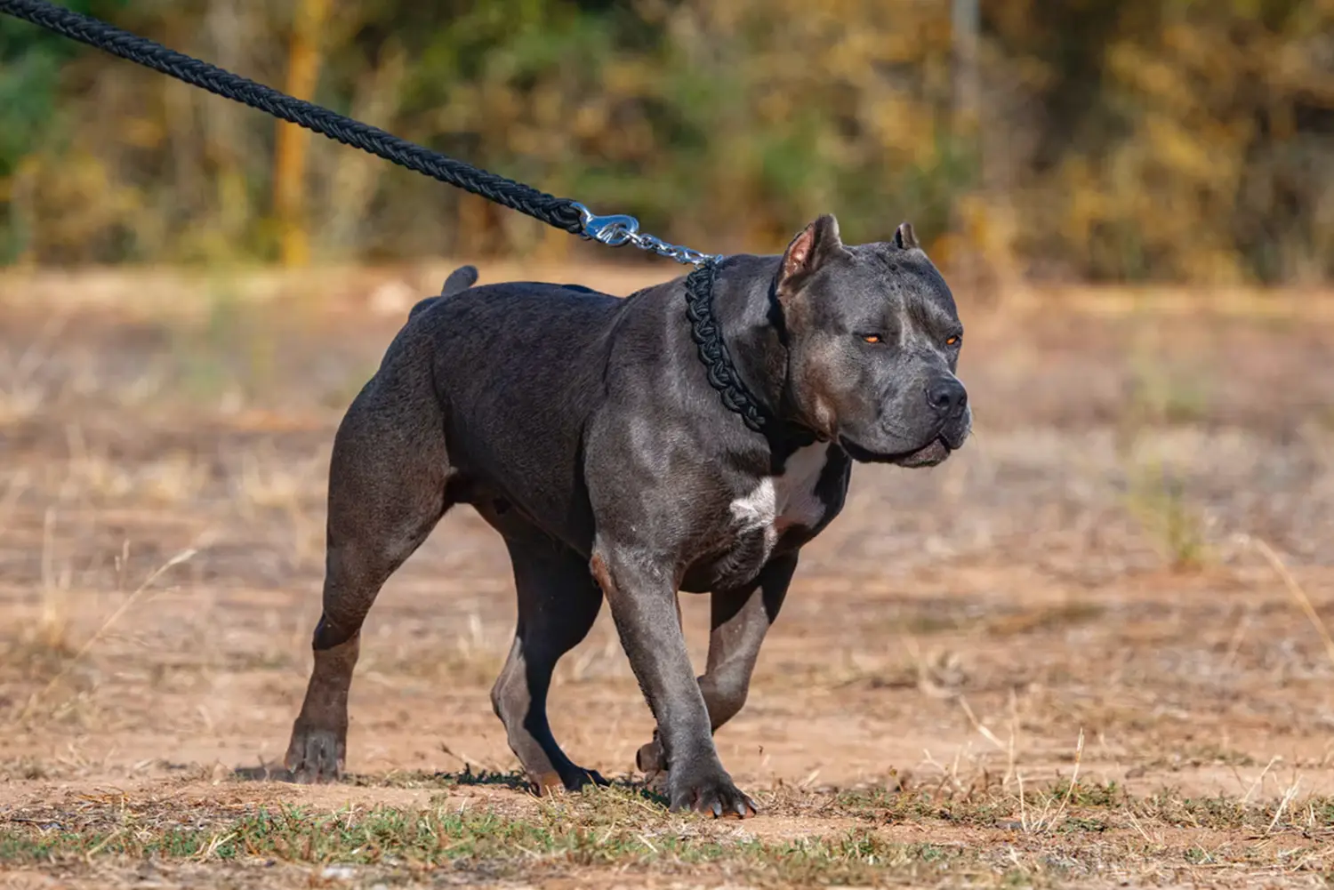 XXL Luxor Bullys Marrakech