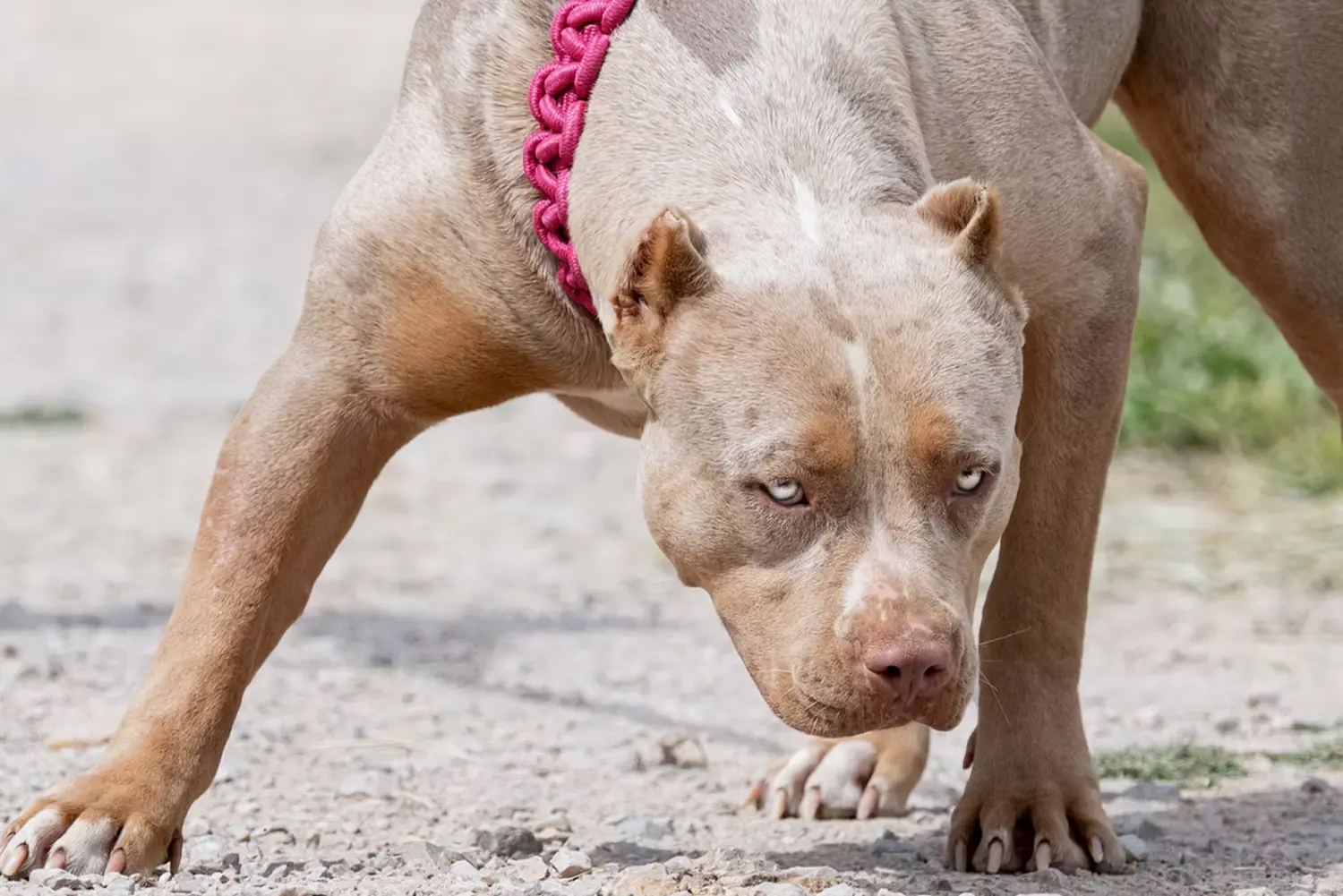 XXL Luxor Bullys Coconut Kiss