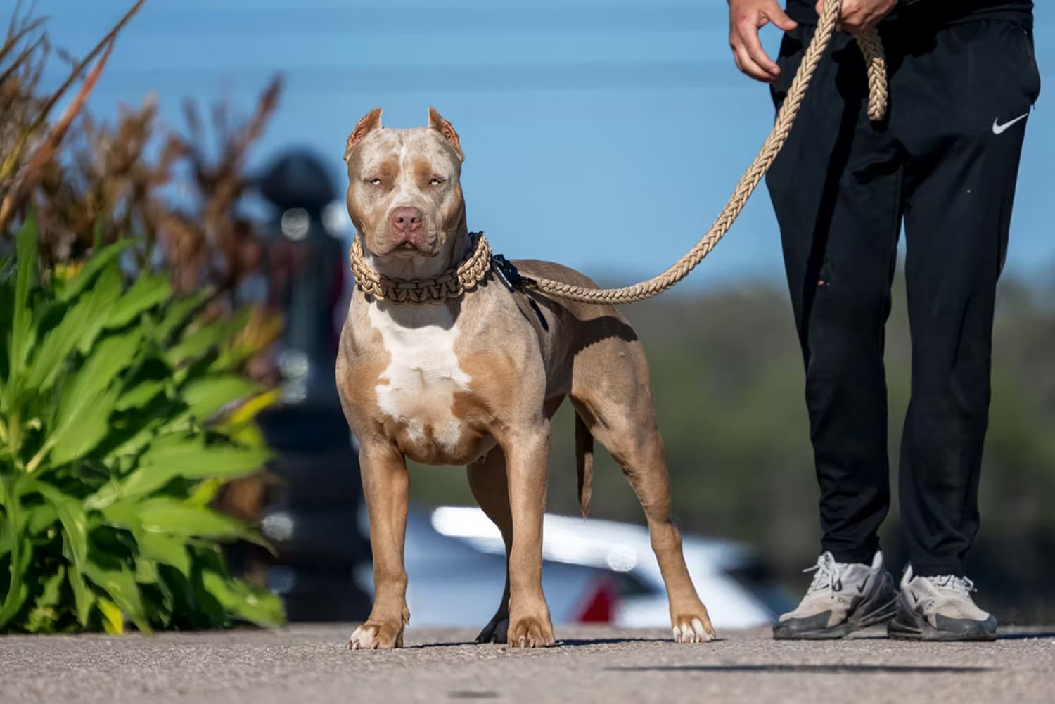 XXL Luxor Bullys Coconut Kiss