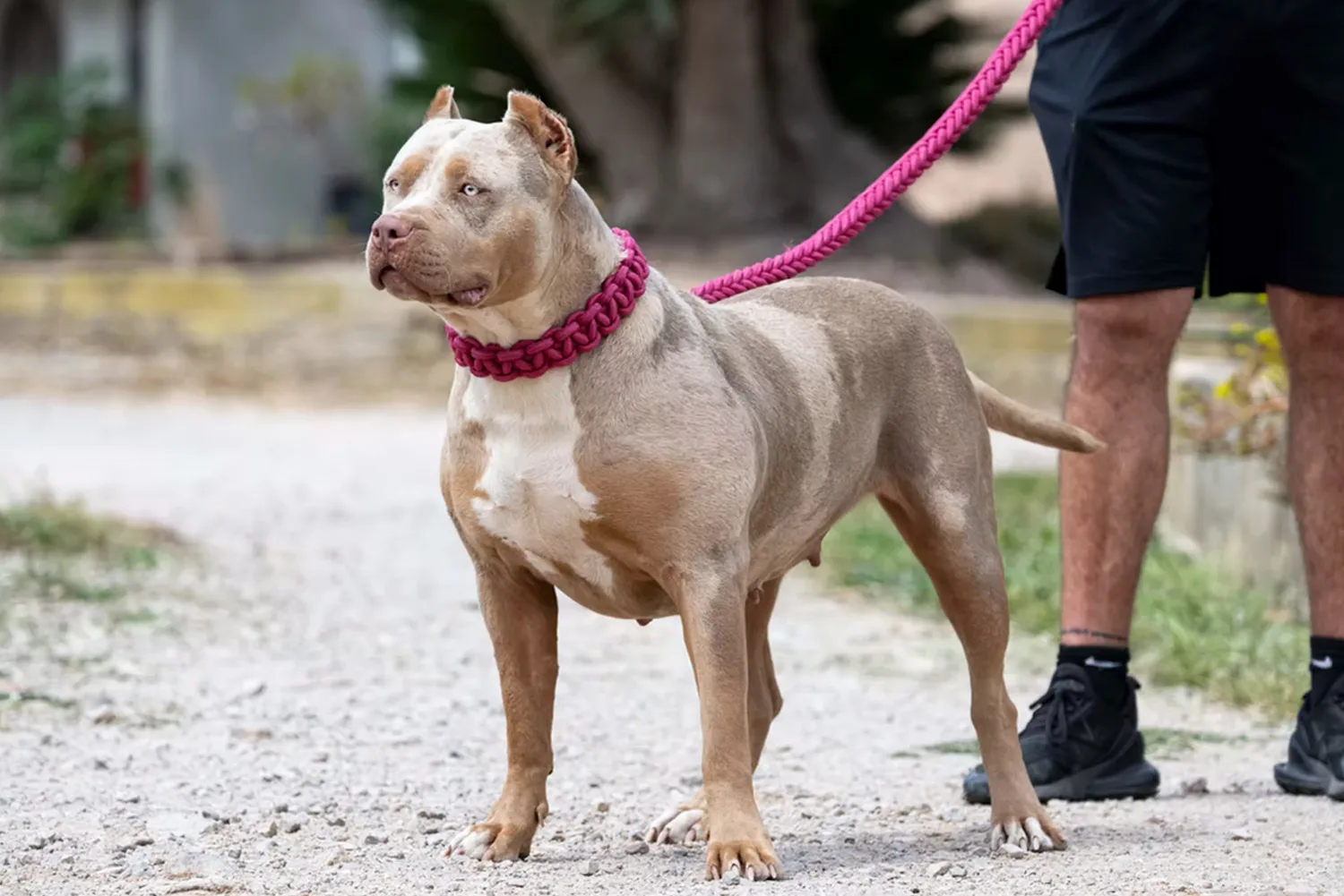 XXL Luxor Bullys Coconut Kiss