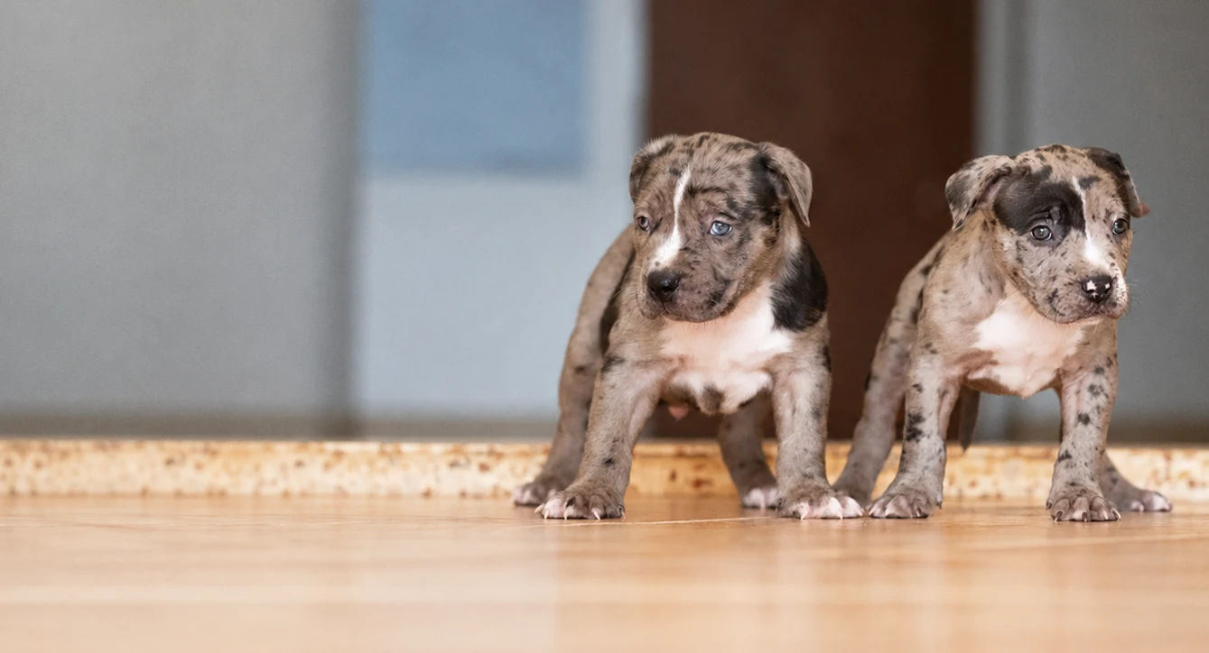 XXL American Bully Puppy from XXL Luxor Bullys—for terms and conditions and reservations