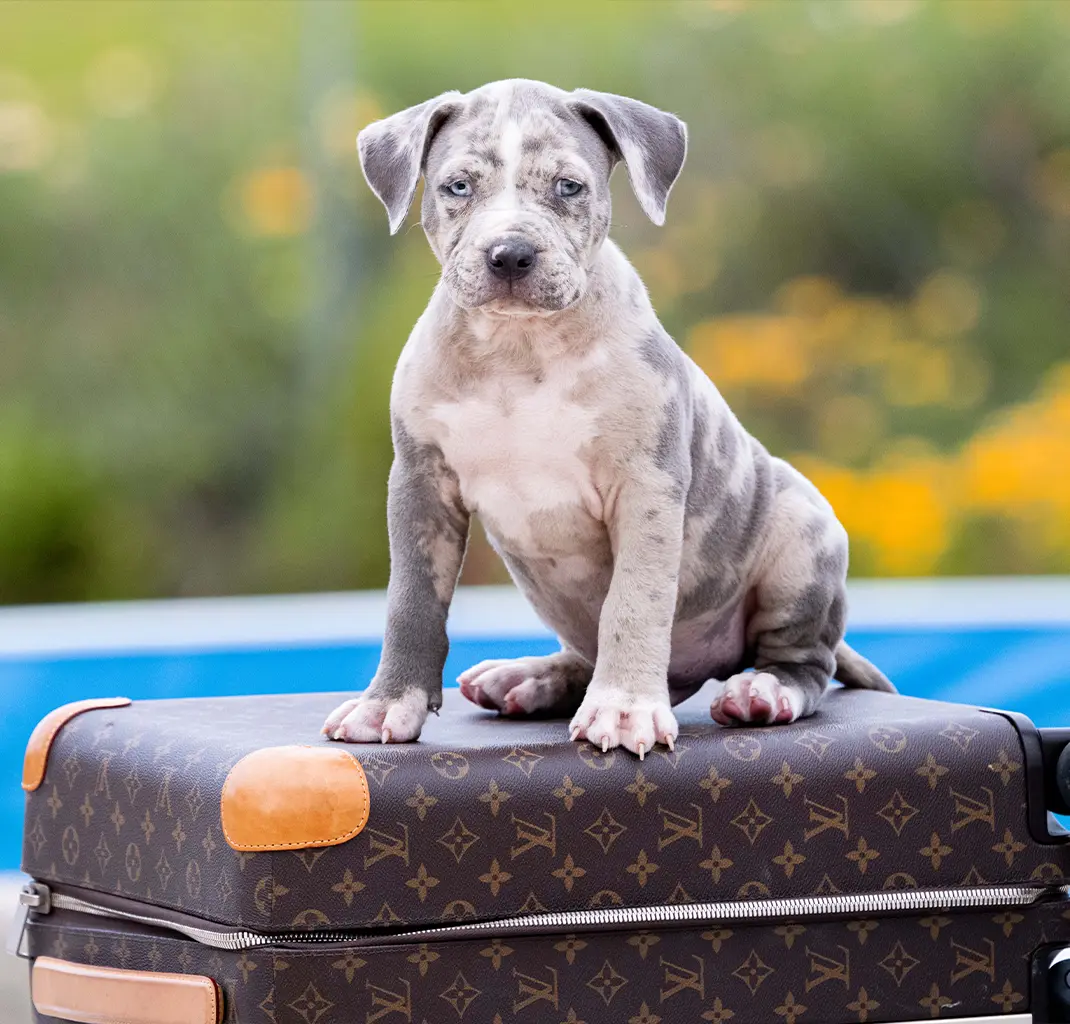 XXL American Bully Puppy from XXL Luxor Bullys