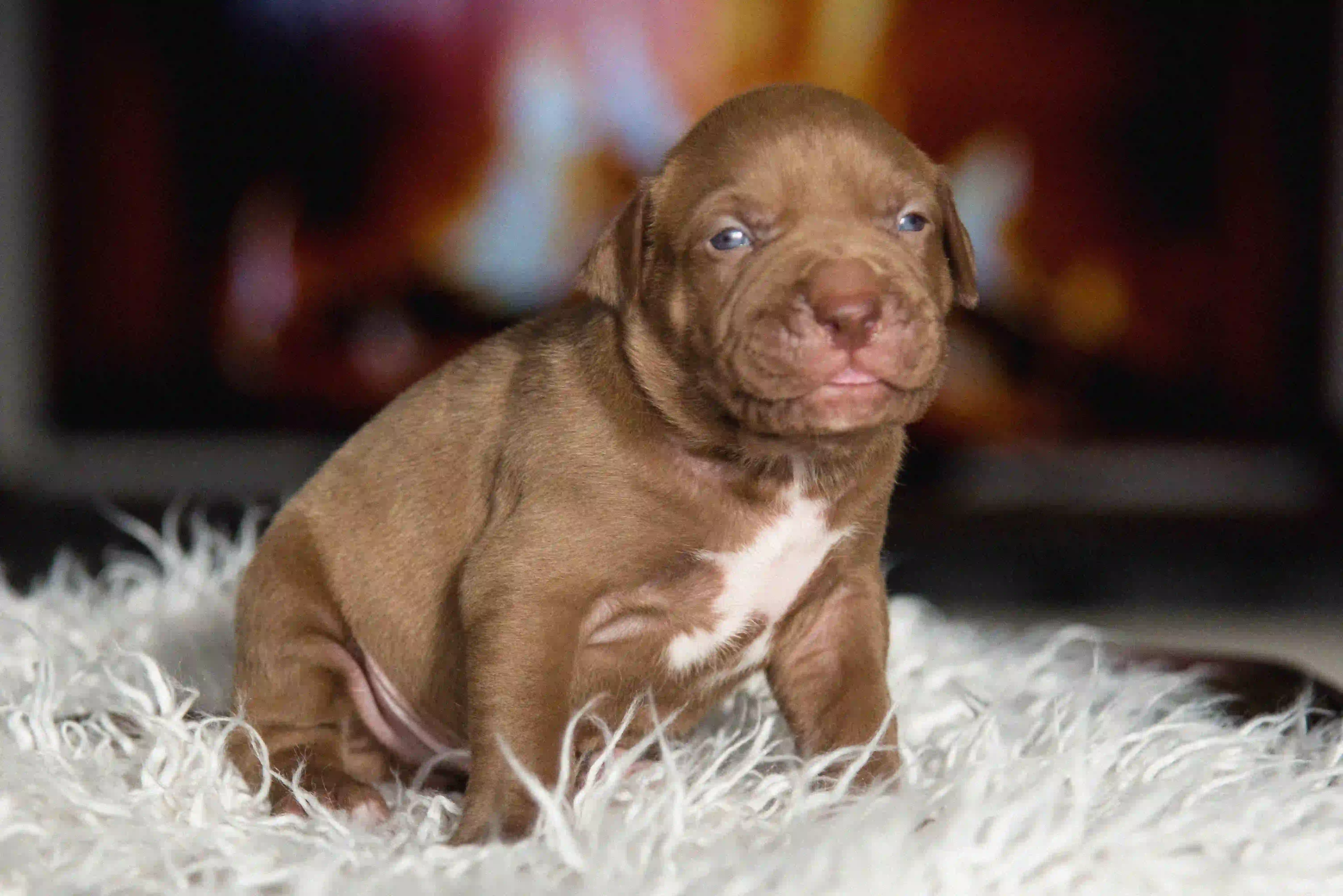 XXL American Bully Puppy from XXL Luxor Bullys