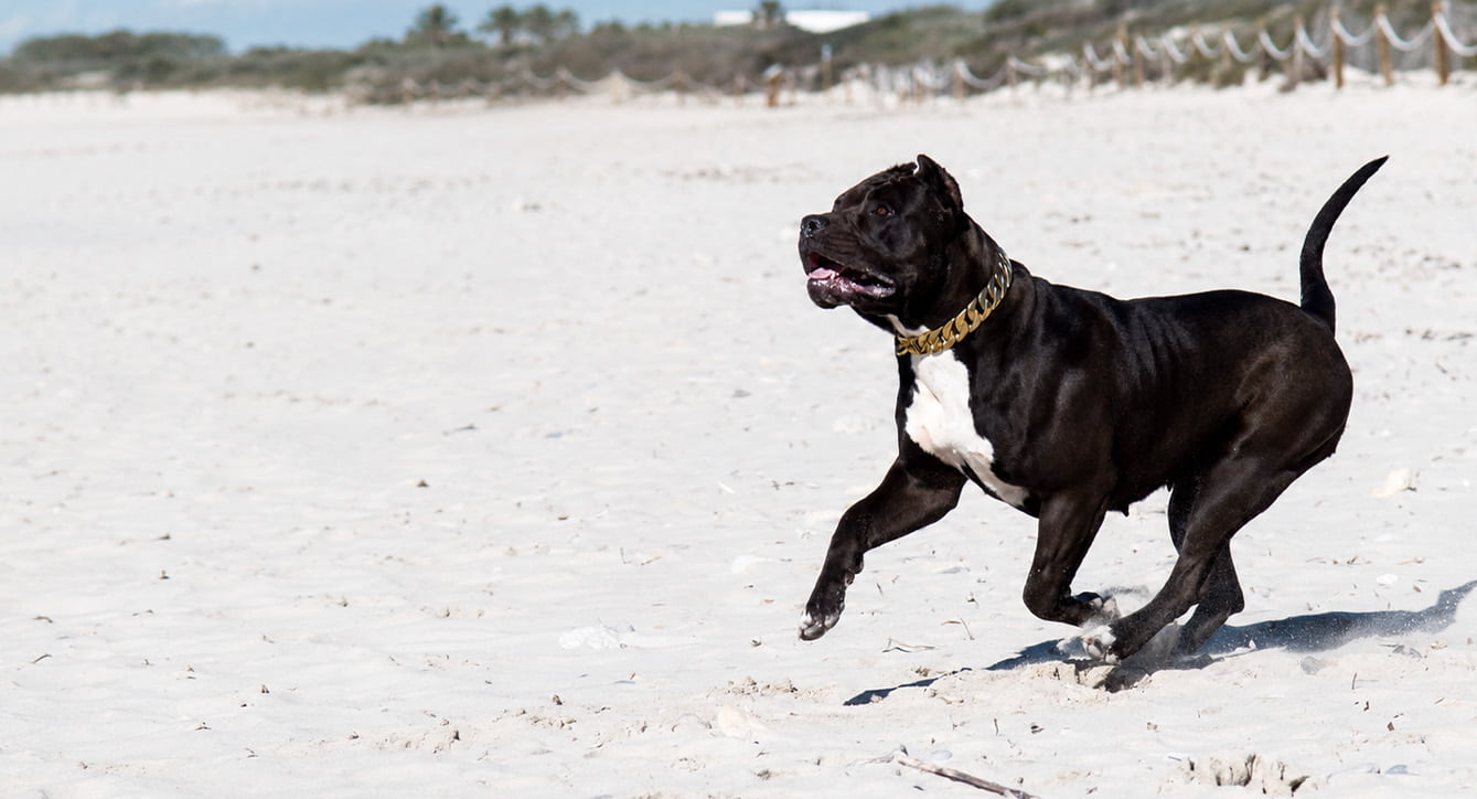 Cabeza y expresión del American Bully XXL