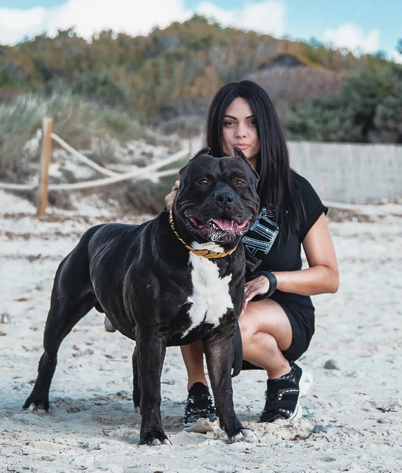 American Bully attaché à son maître