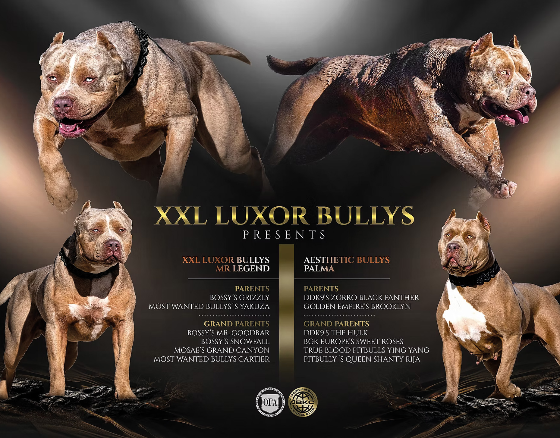Cucciolata XXL Luxor Bullys: Mr. Legend x Palma
