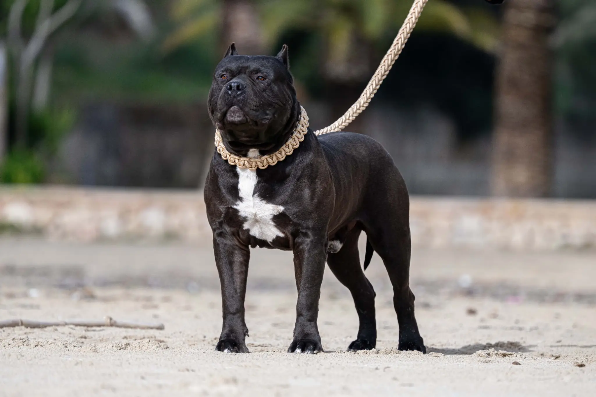 Mâle American Bully XXL « Aventador » de XXL Luxor Bullys