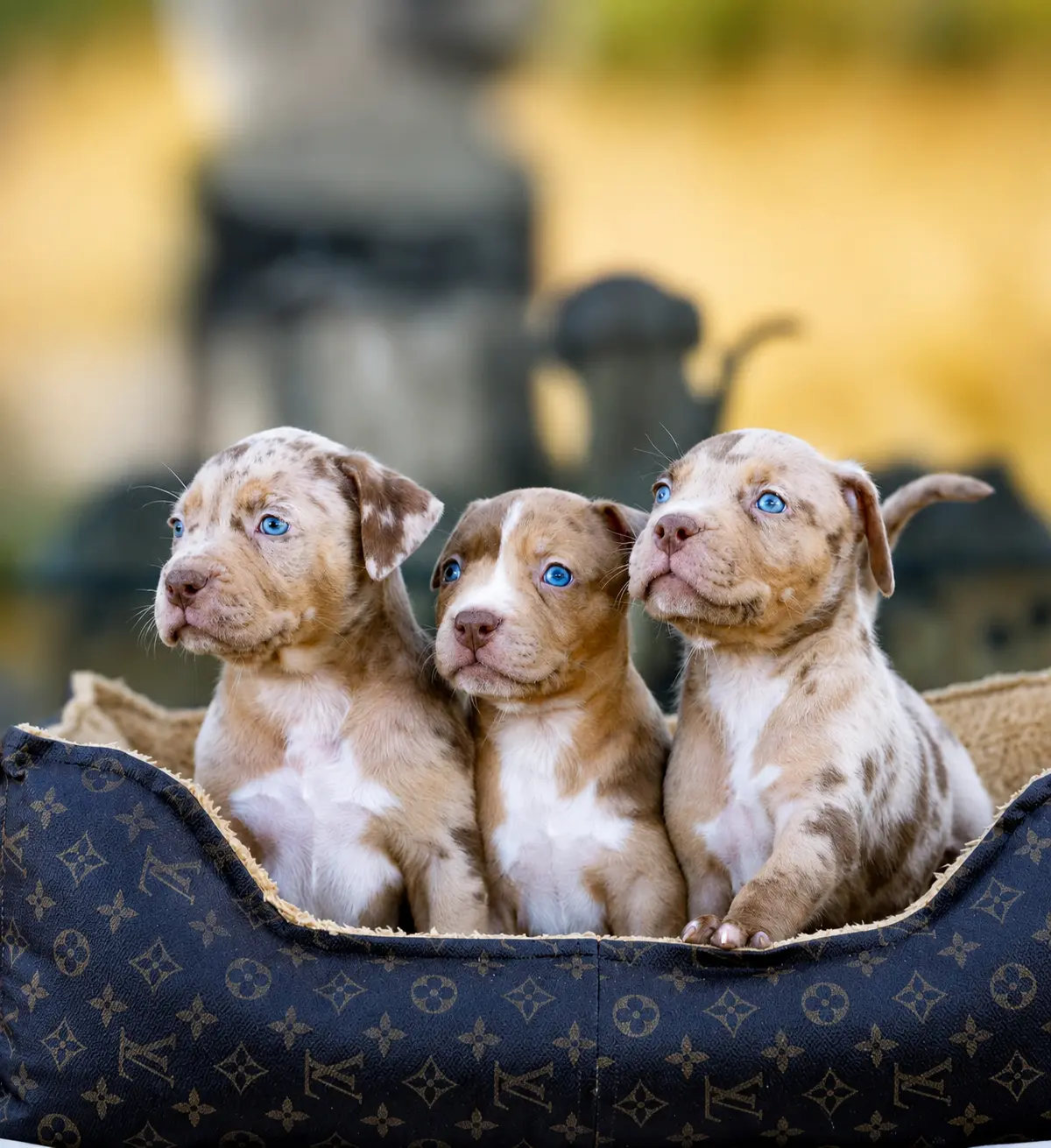 XXL American Bully Welpen auf Mallorca