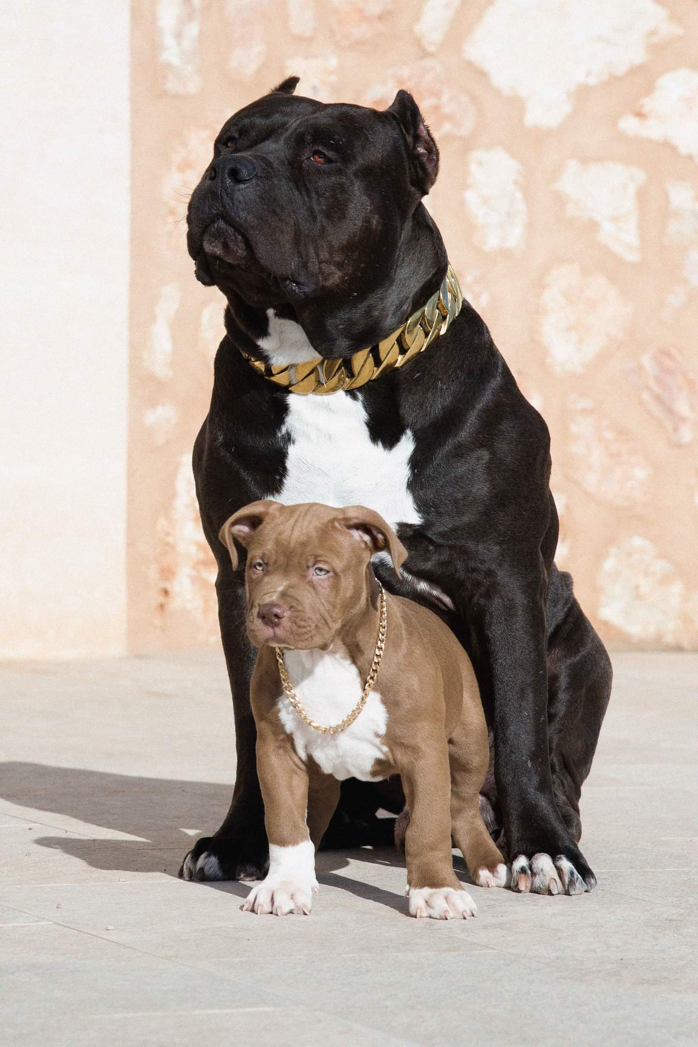 Cachorro de American Bully XXL: tramitación de la compra y entrega