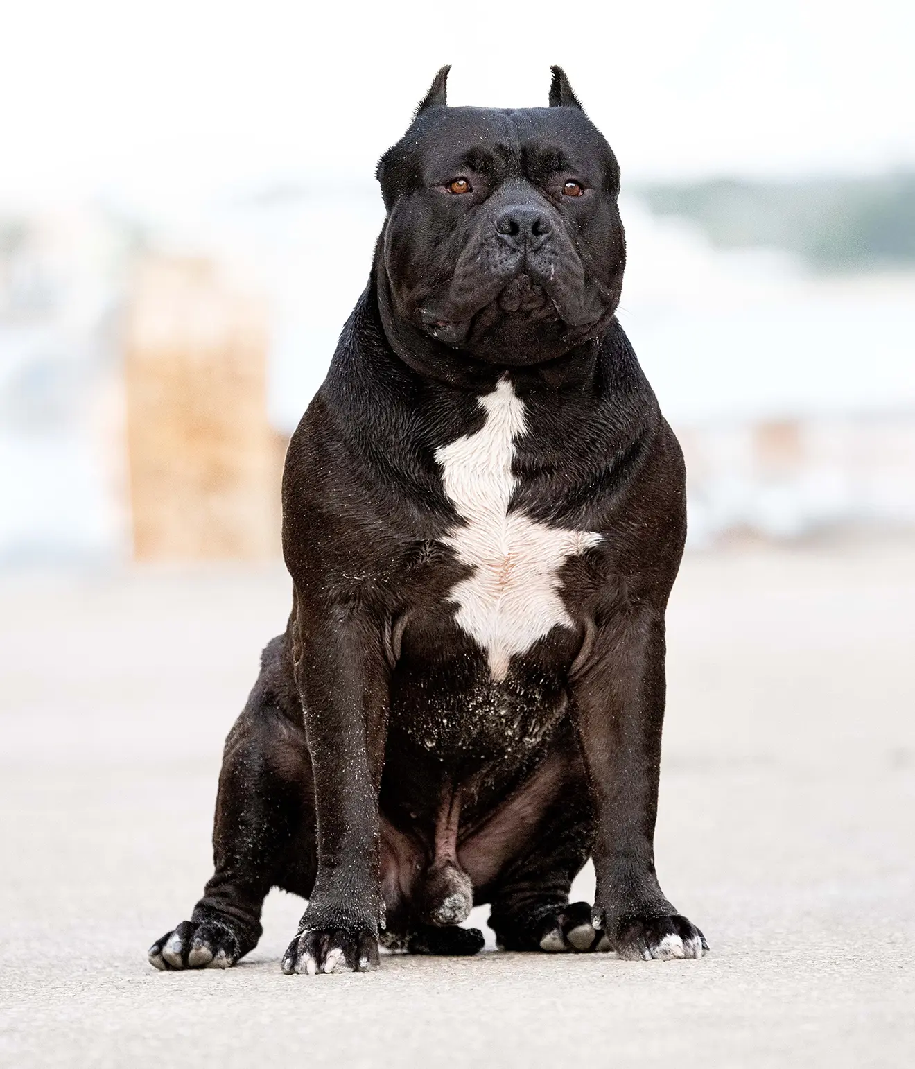 El American Bully, un compañero fuerte y cercano a las personas